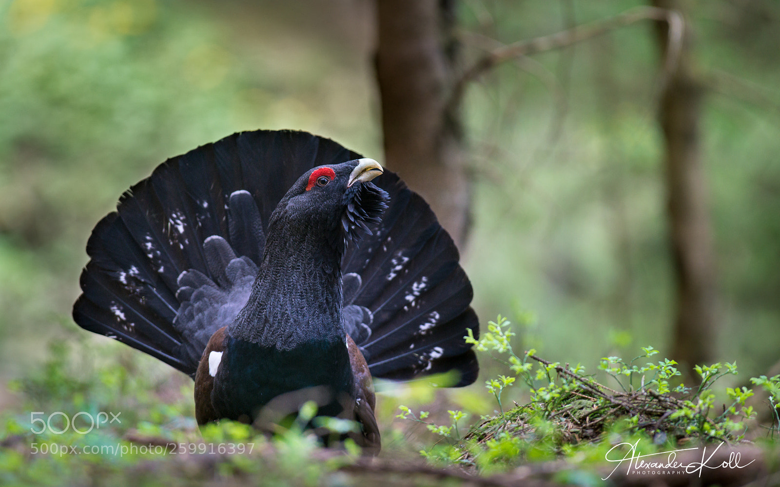 Sony a99 II sample photo. Western capercaillie photography
