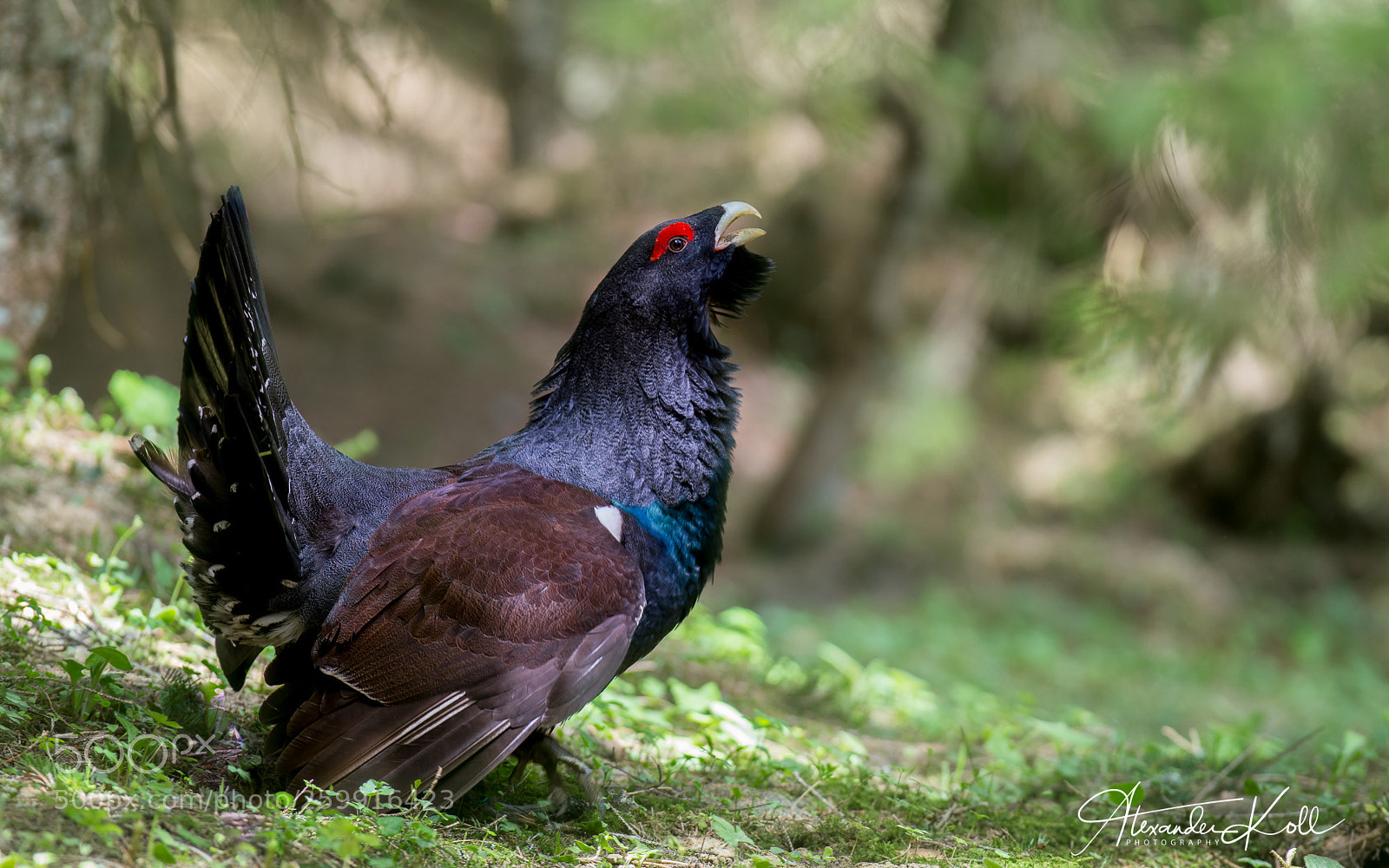 Sony a99 II sample photo. Western capercaillie photography