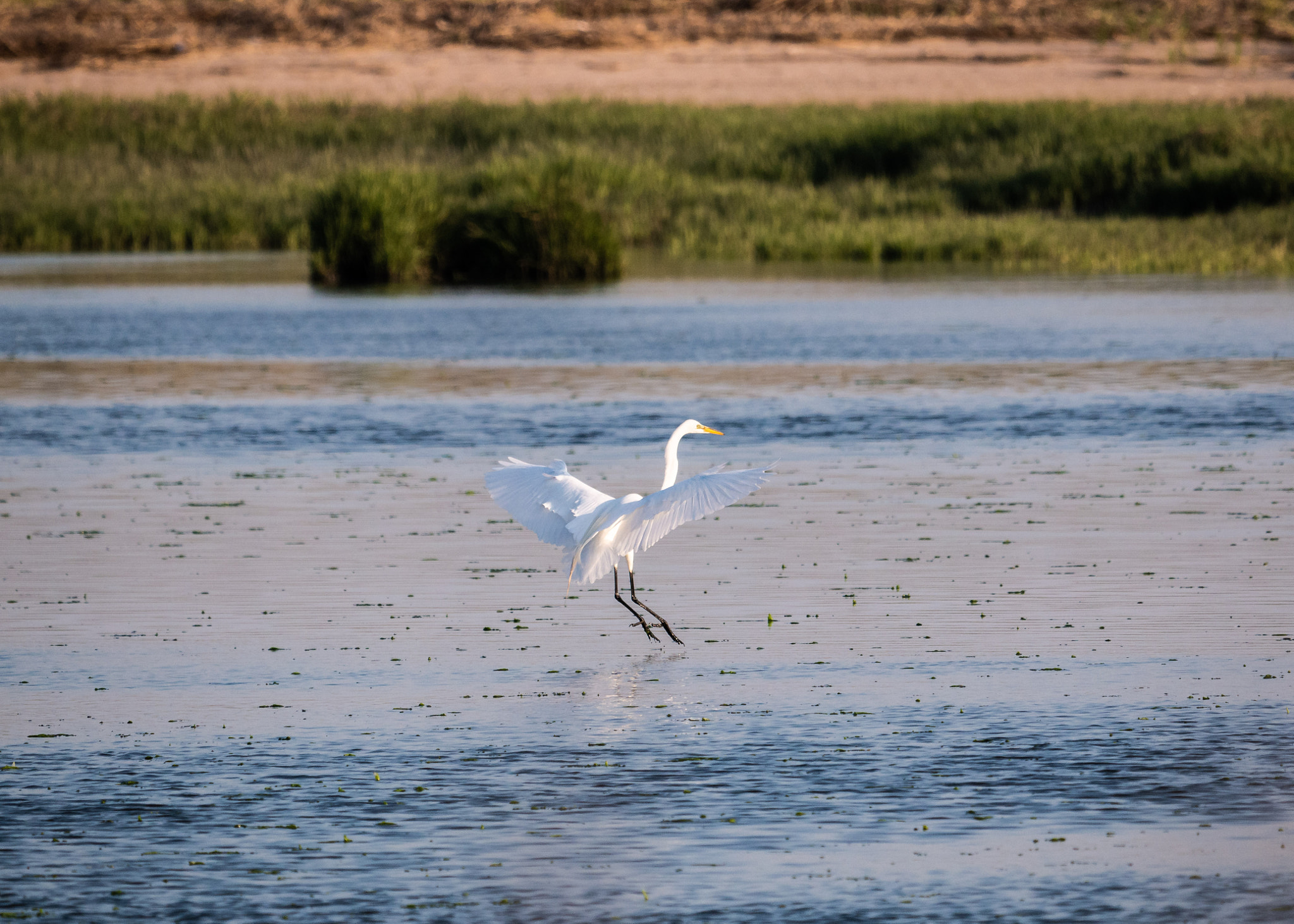 Panasonic Lumix DMC-G85 (Lumix DMC-G80) sample photo. Great egret photography