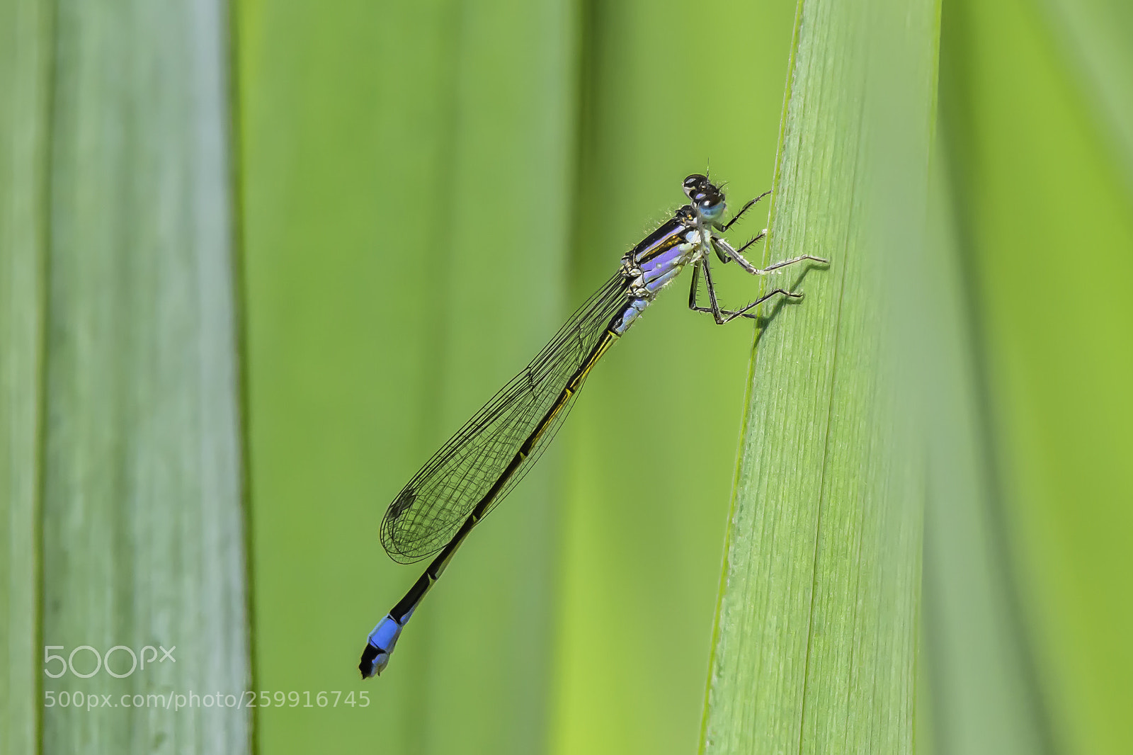 Nikon D7200 sample photo. Damselfly sitting on grass photography