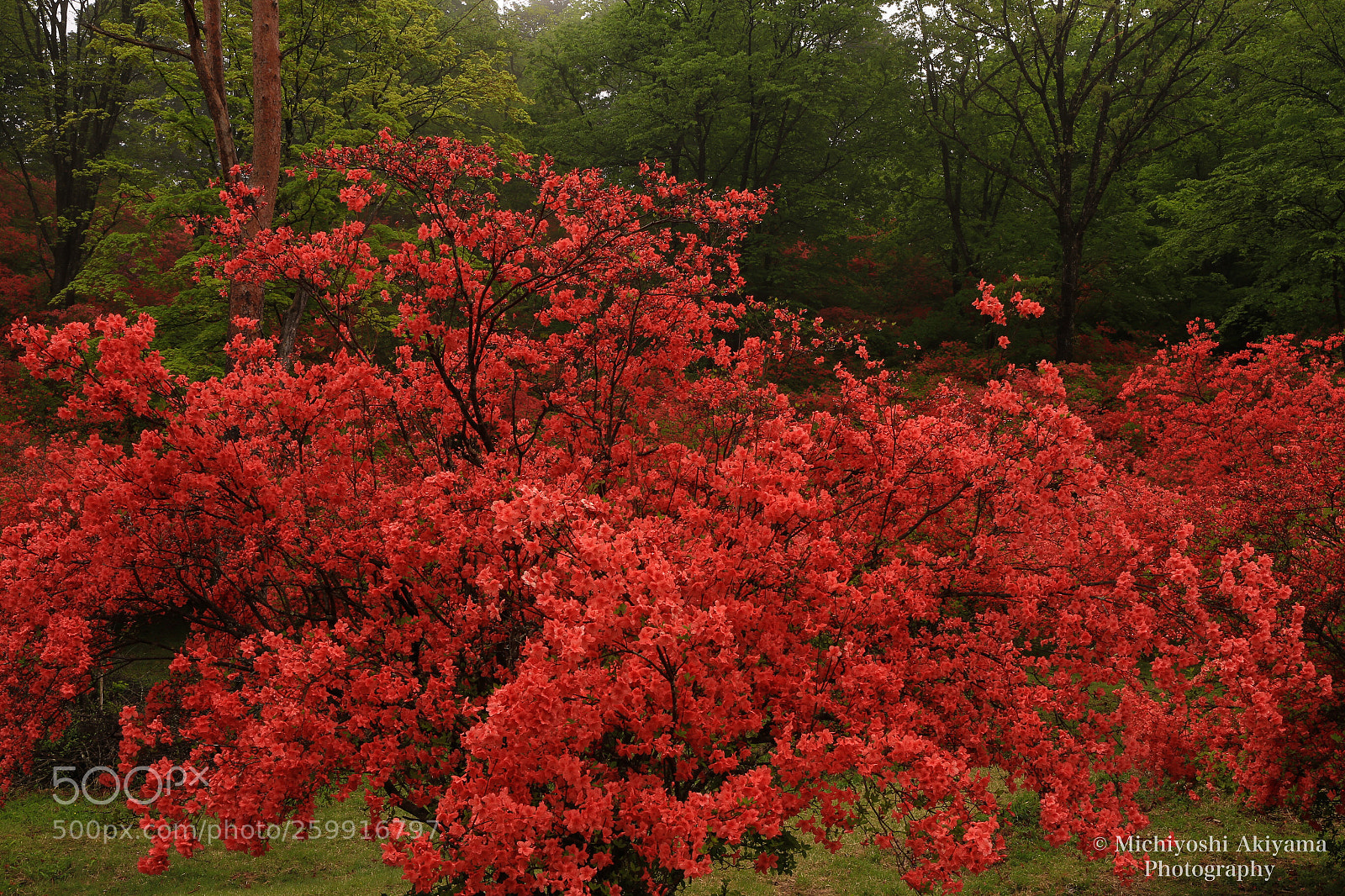 Canon EOS 6D sample photo. Azalea blooms photography