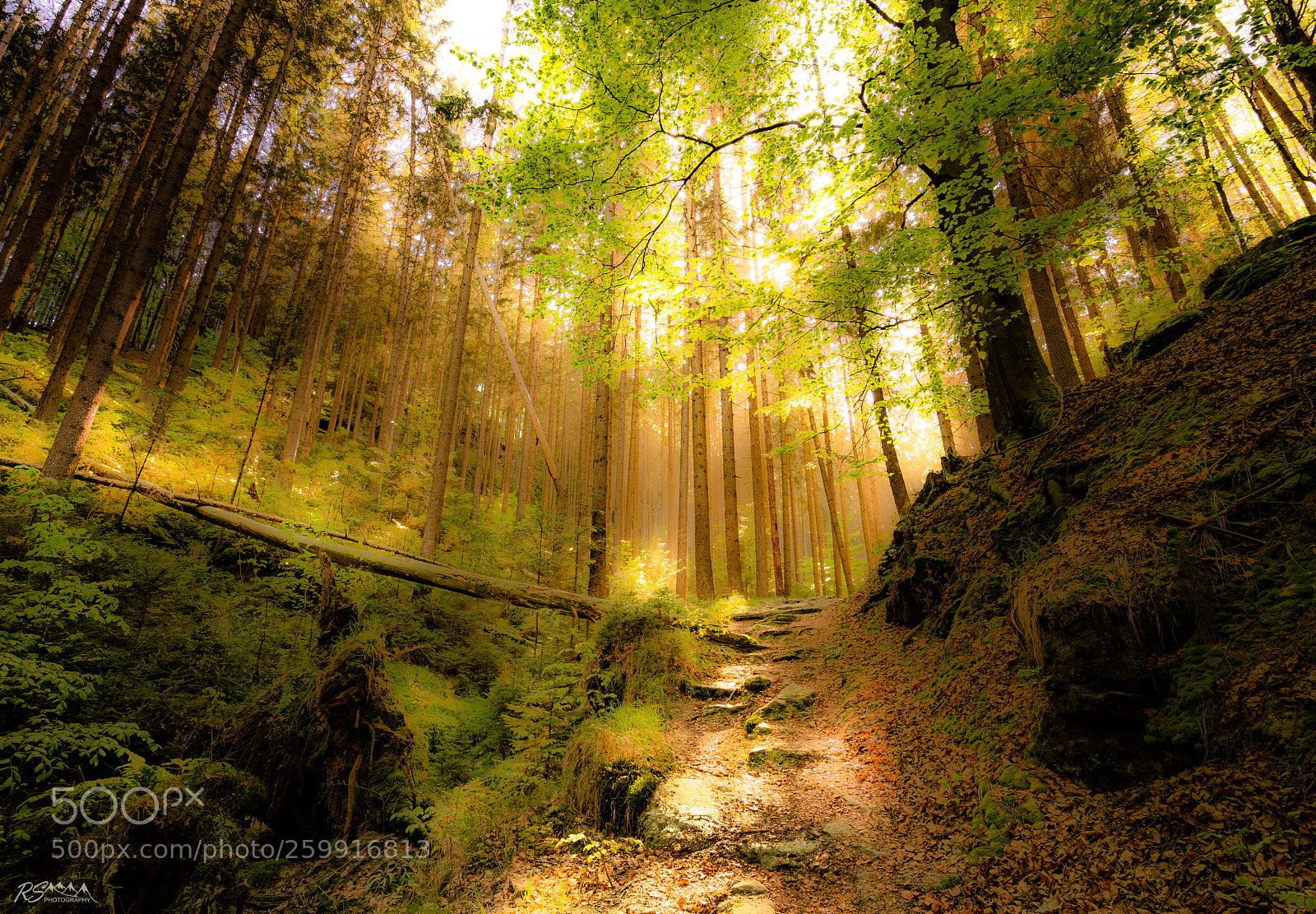 Sony a7R II sample photo. Forest hiking path photography