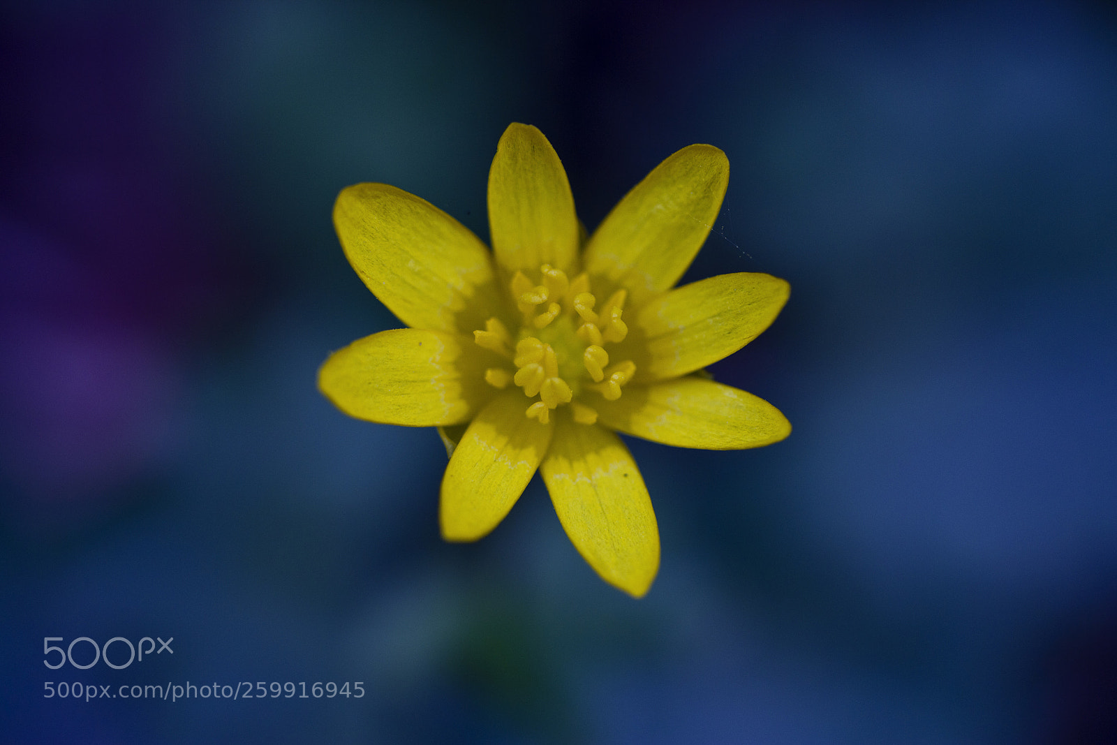 Canon EOS 60D sample photo. Scharbockskraut (ficaria verna) photography