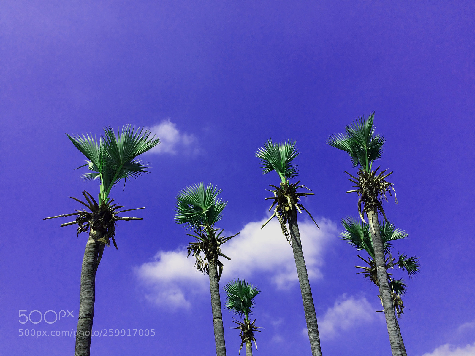 Apple iPhone 5s sample photo. Palms photography