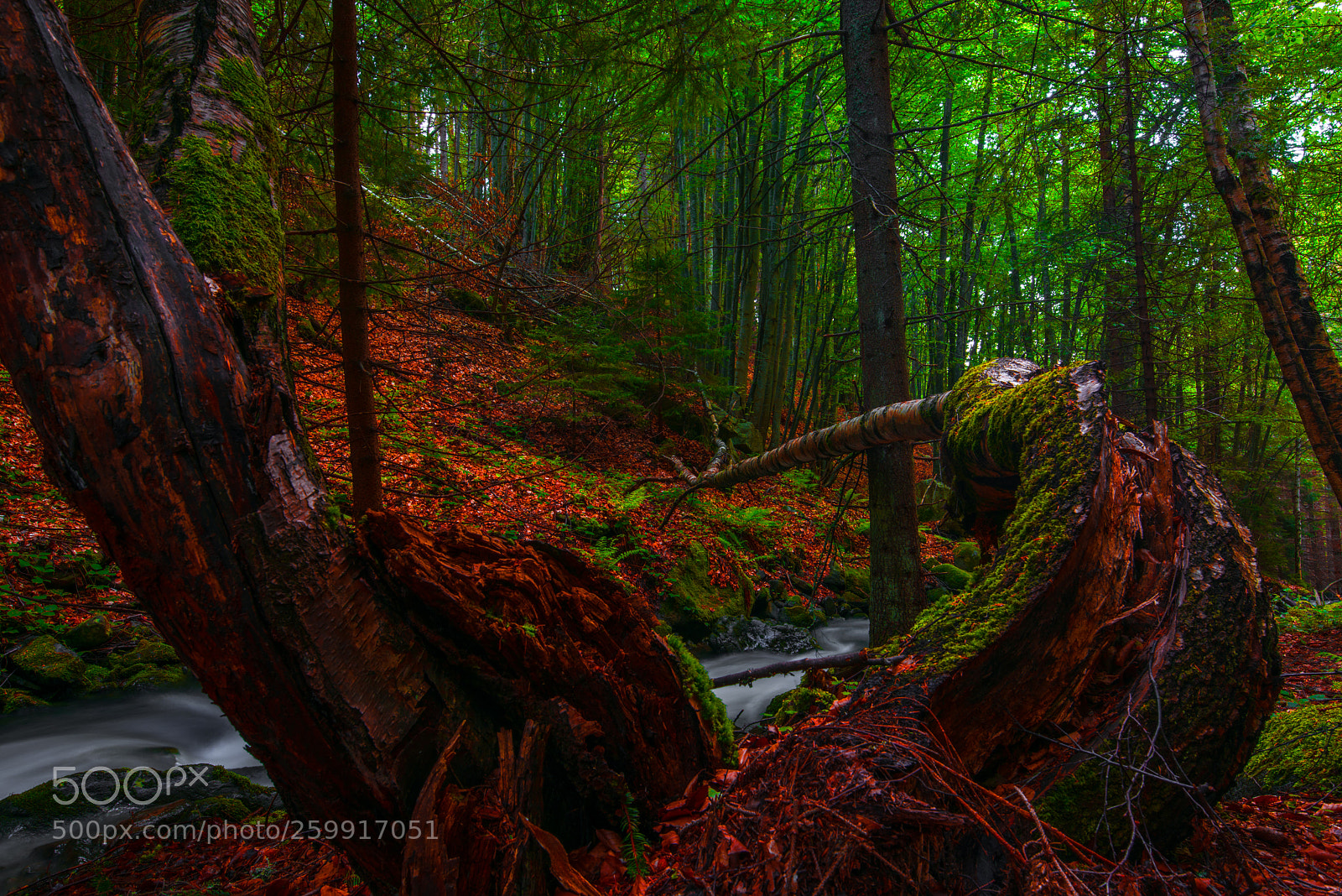 Nikon D810 sample photo. Forest photography