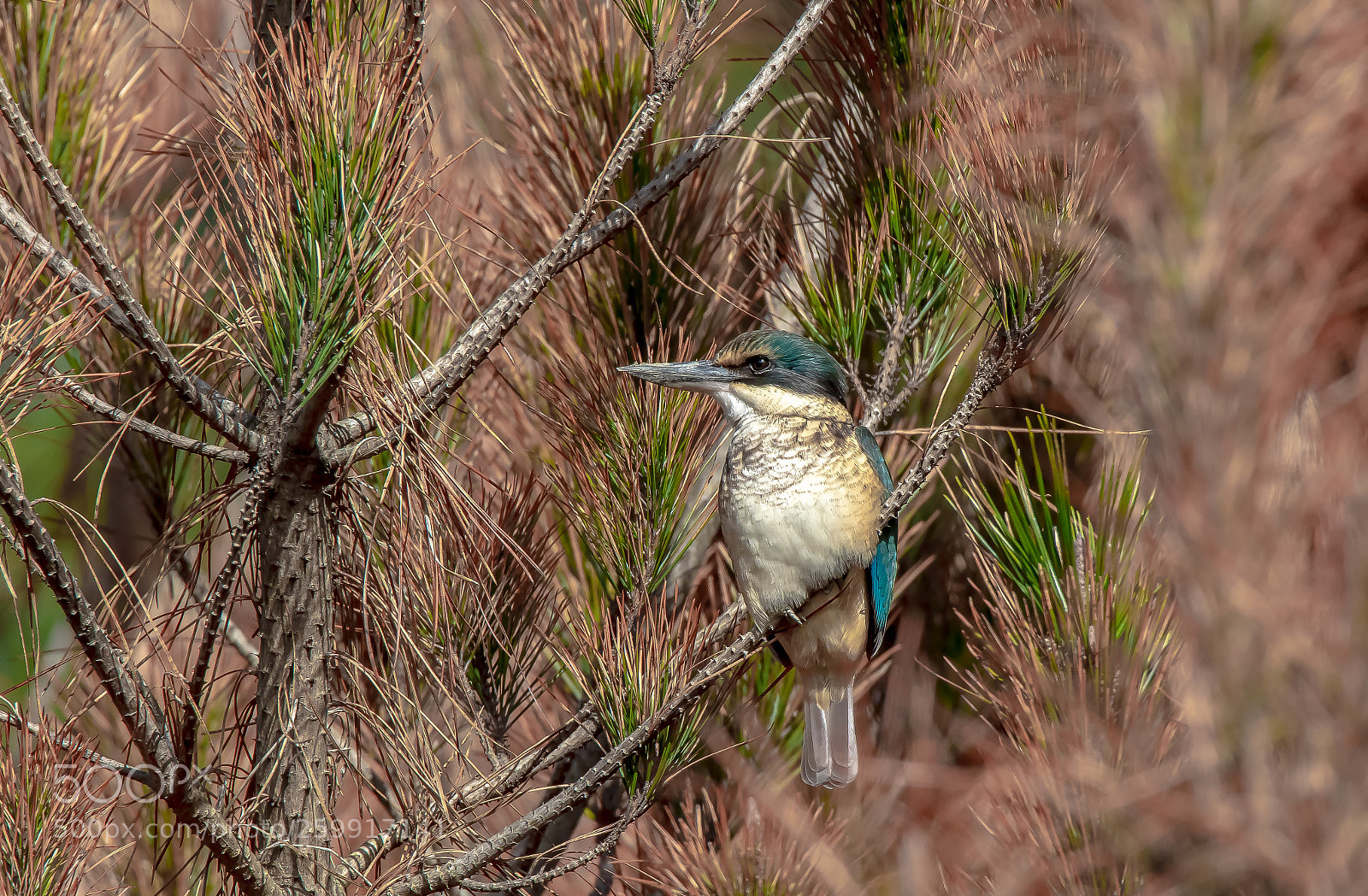Canon EOS 7D Mark II sample photo. New zealand native kingfisher photography