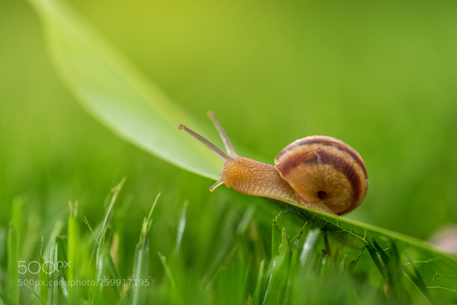Nikon D750 sample photo. Beautiful lovely snail in photography