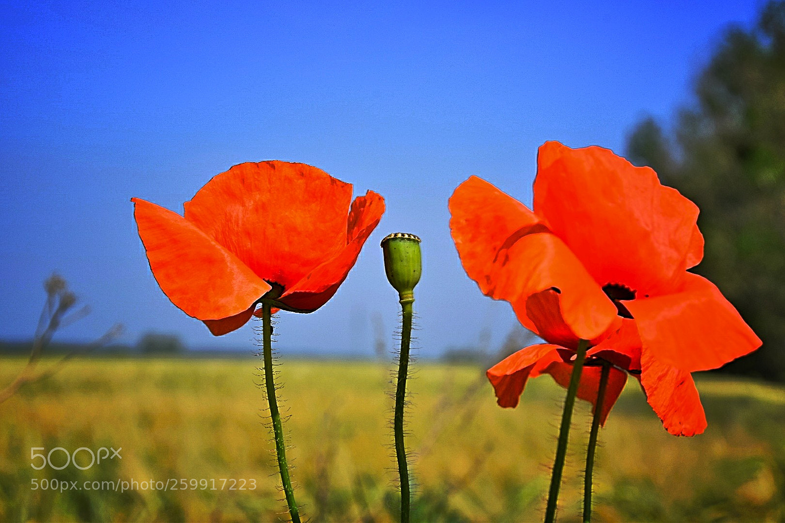 Nikon D5300 sample photo. Klatschmohn! photography