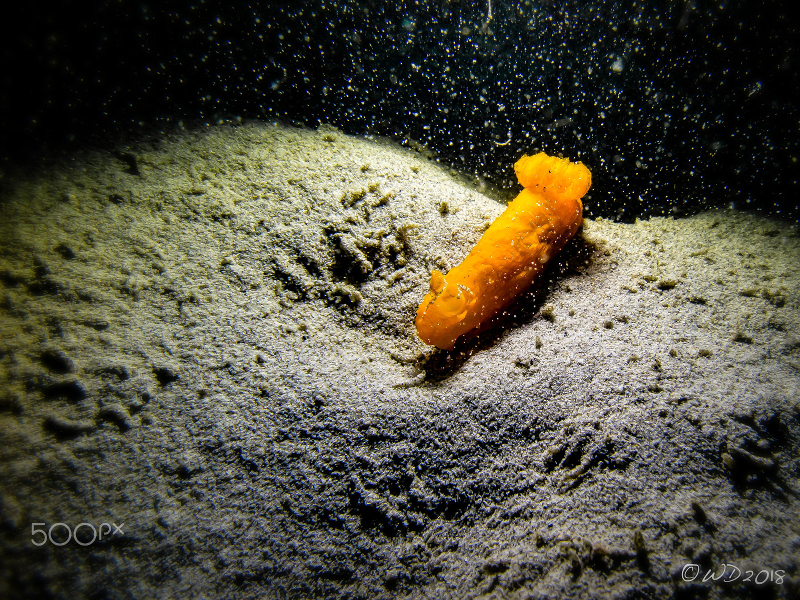 Canon PowerShot G1 X Mark II sample photo. Snowing on gymnodoris inornata photography