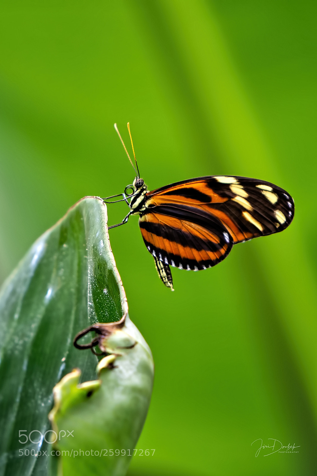 Nikon D7200 sample photo. Butterfly photography