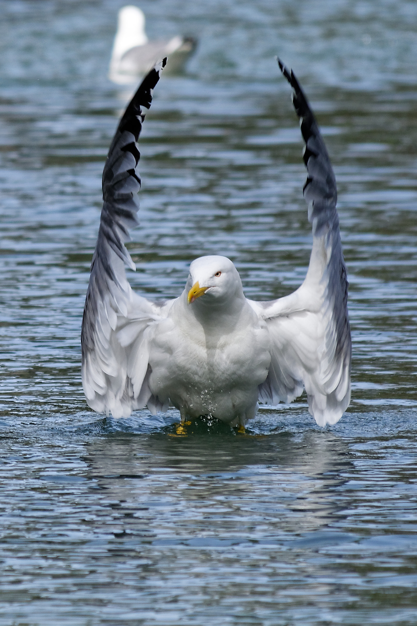 Nikon D3300 sample photo. Hug photography