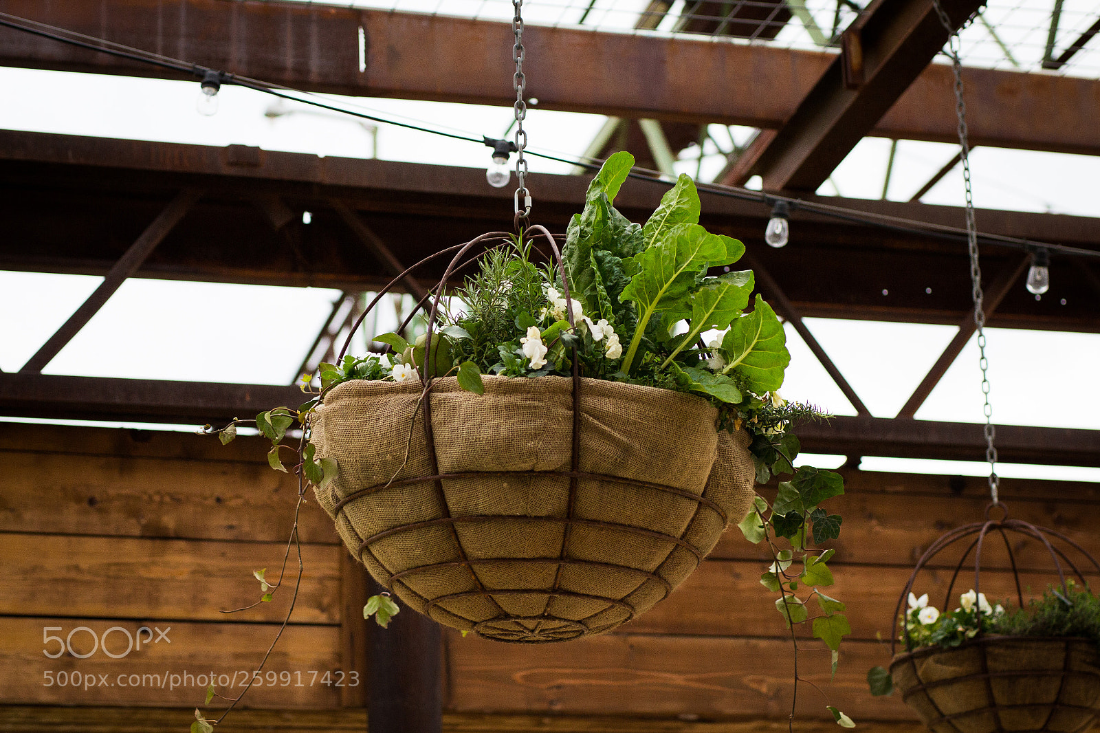 Canon EOS 700D (EOS Rebel T5i / EOS Kiss X7i) sample photo. A pop of green photography