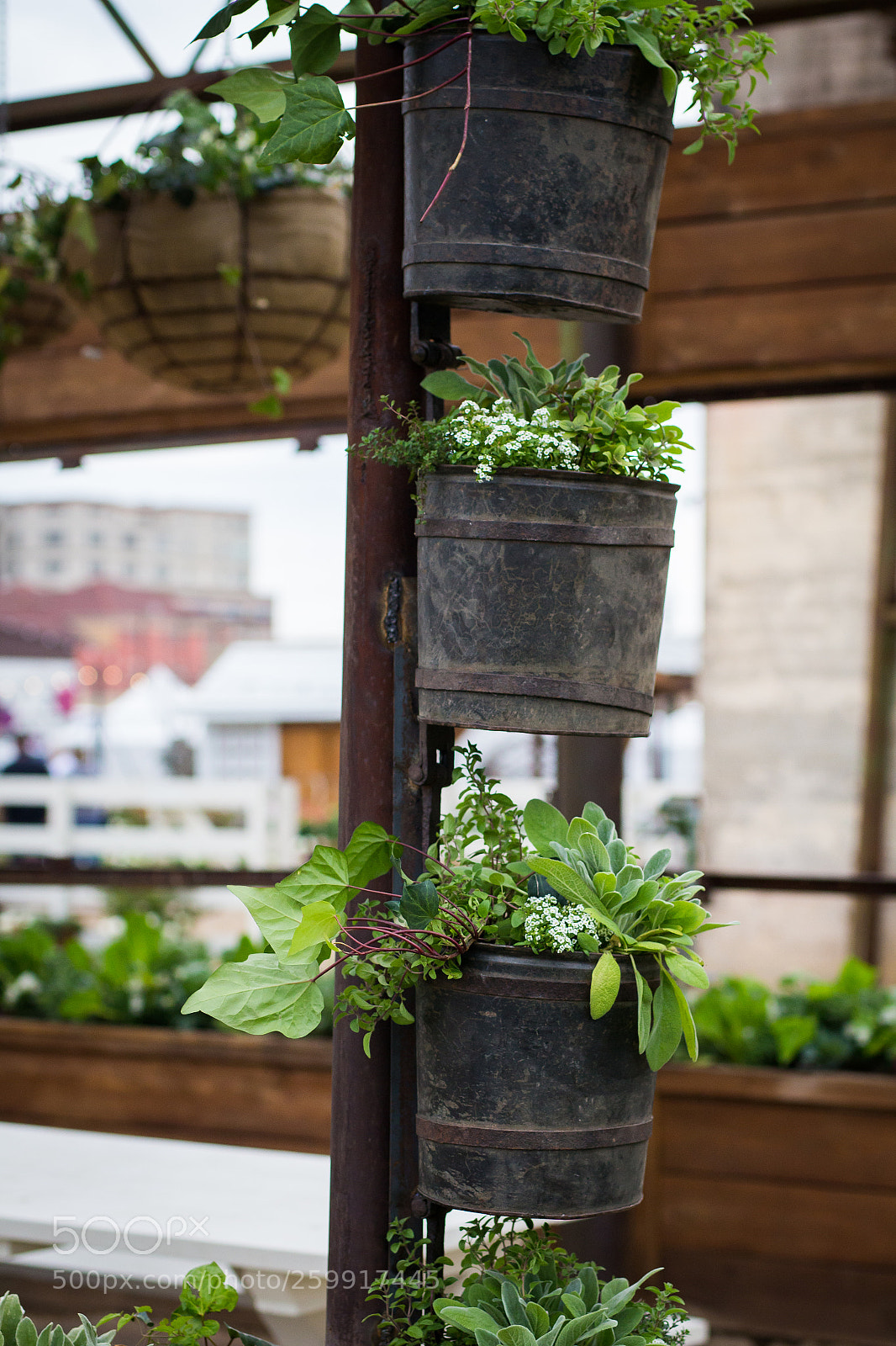Canon EOS 700D (EOS Rebel T5i / EOS Kiss X7i) sample photo. Hanging plants photography