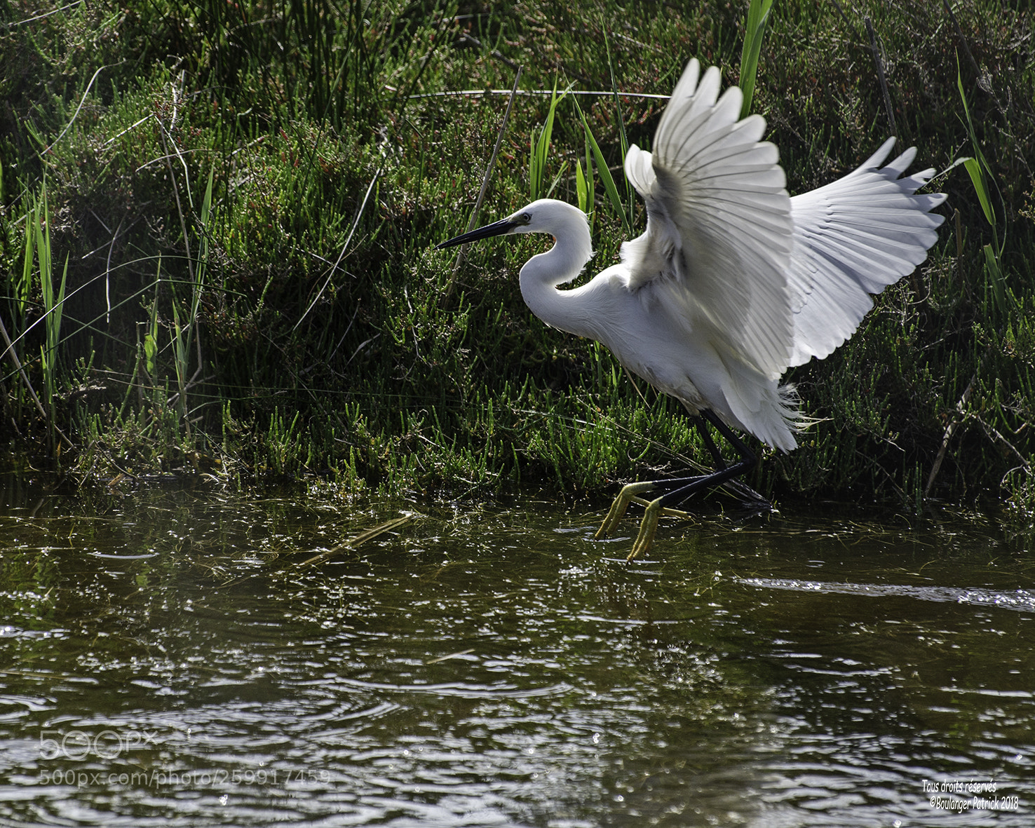 Nikon D7000 sample photo. Aigrette photography