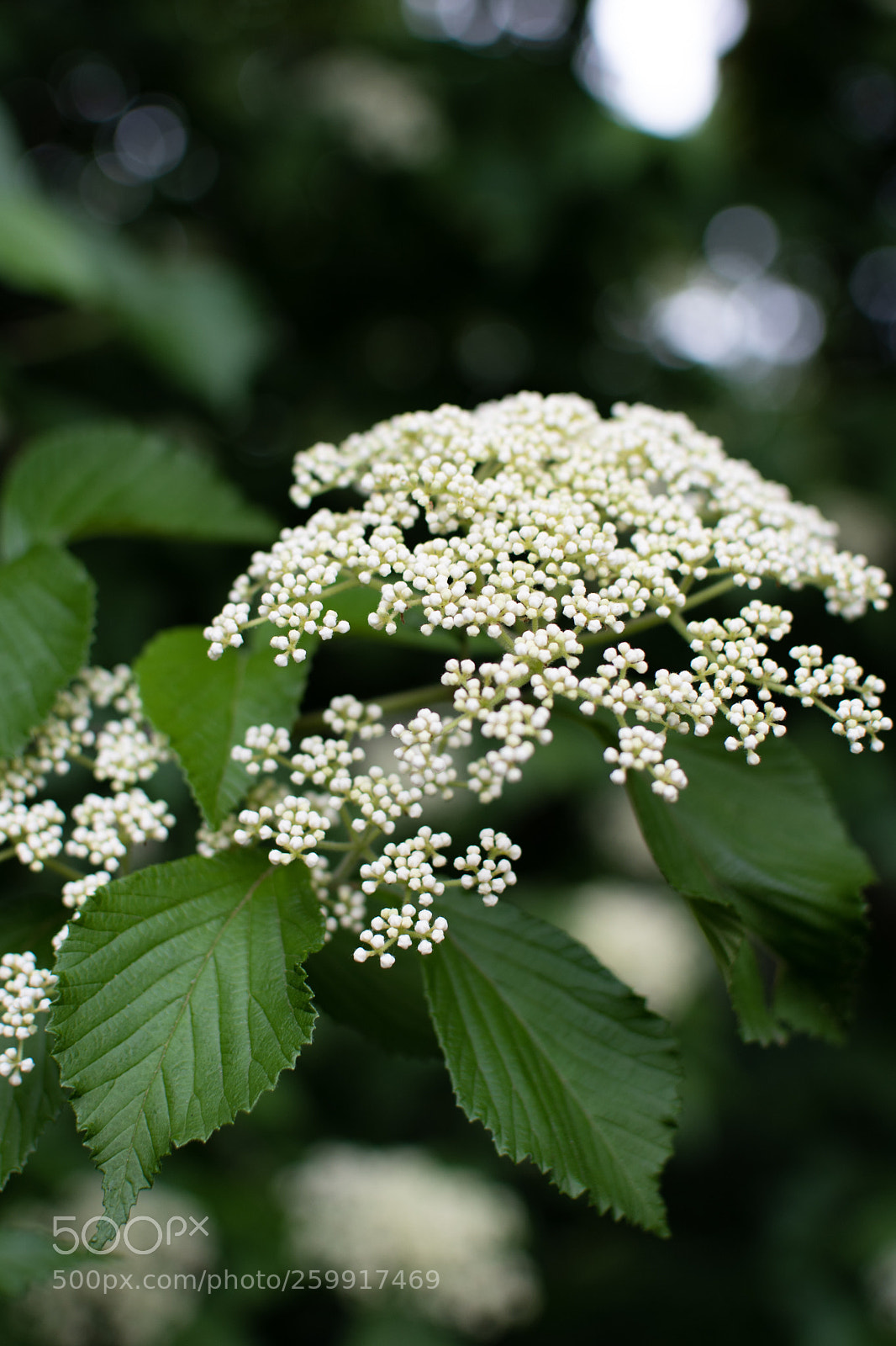 Nikon D500 sample photo. Untitled photography