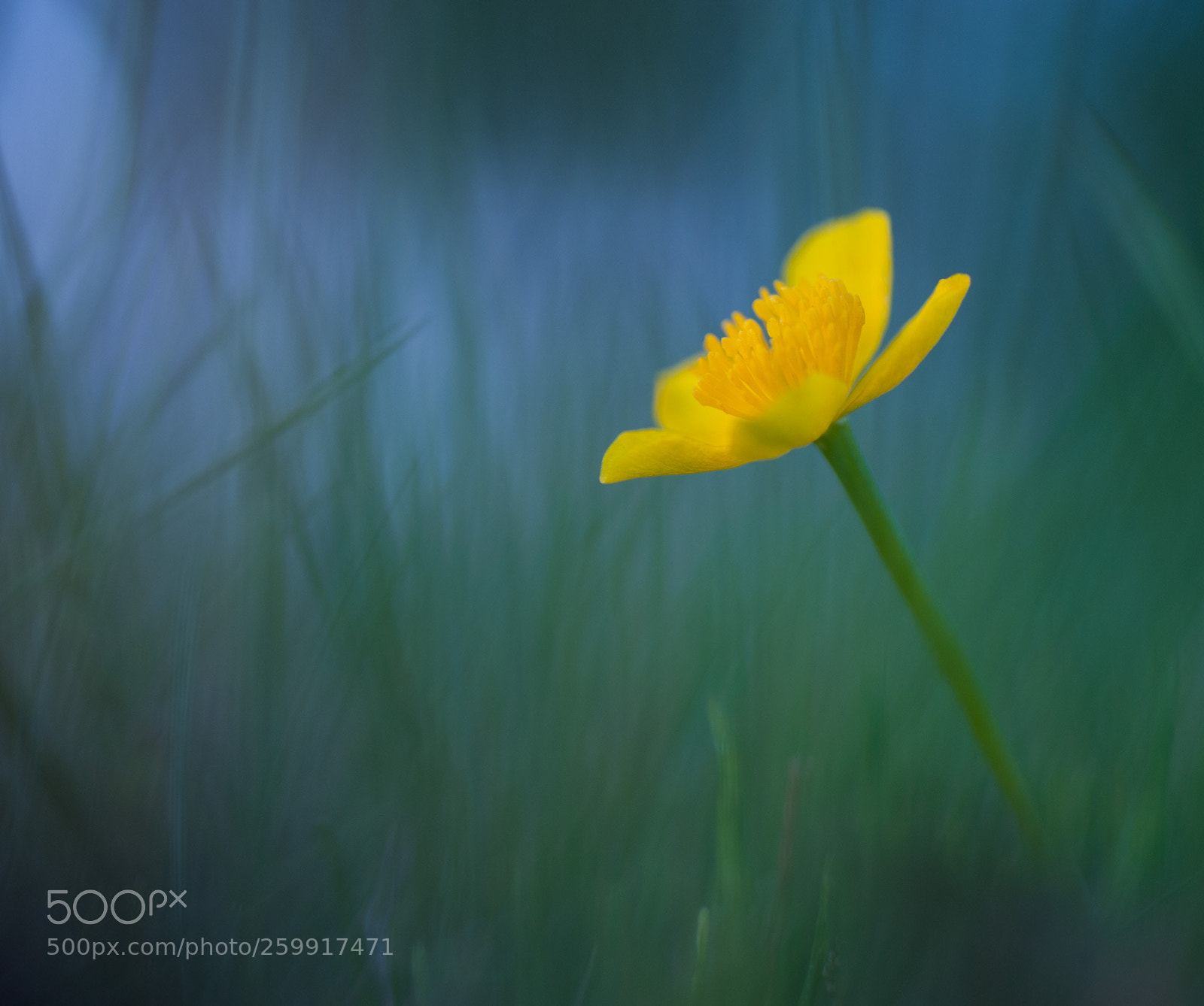 Nikon D700 sample photo. Caltha palustris photography