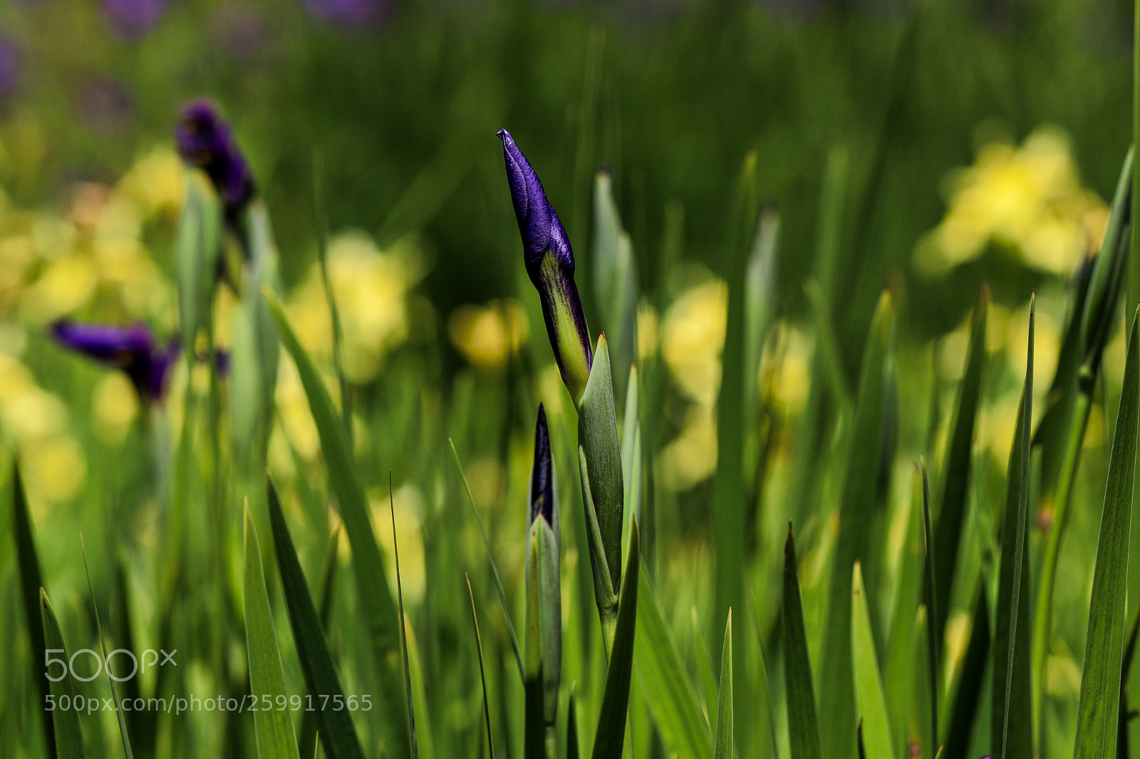 Canon EOS 77D (EOS 9000D / EOS 770D) sample photo. Iris buds photography