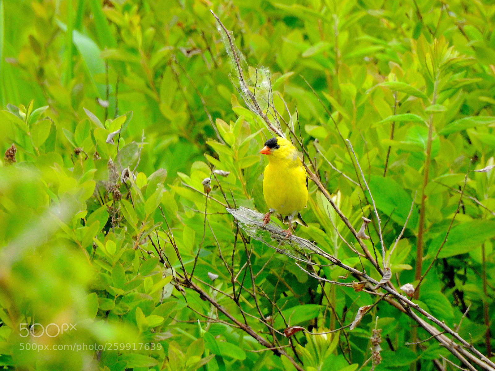 Nikon Coolpix P900 sample photo. American goldenfinch photography