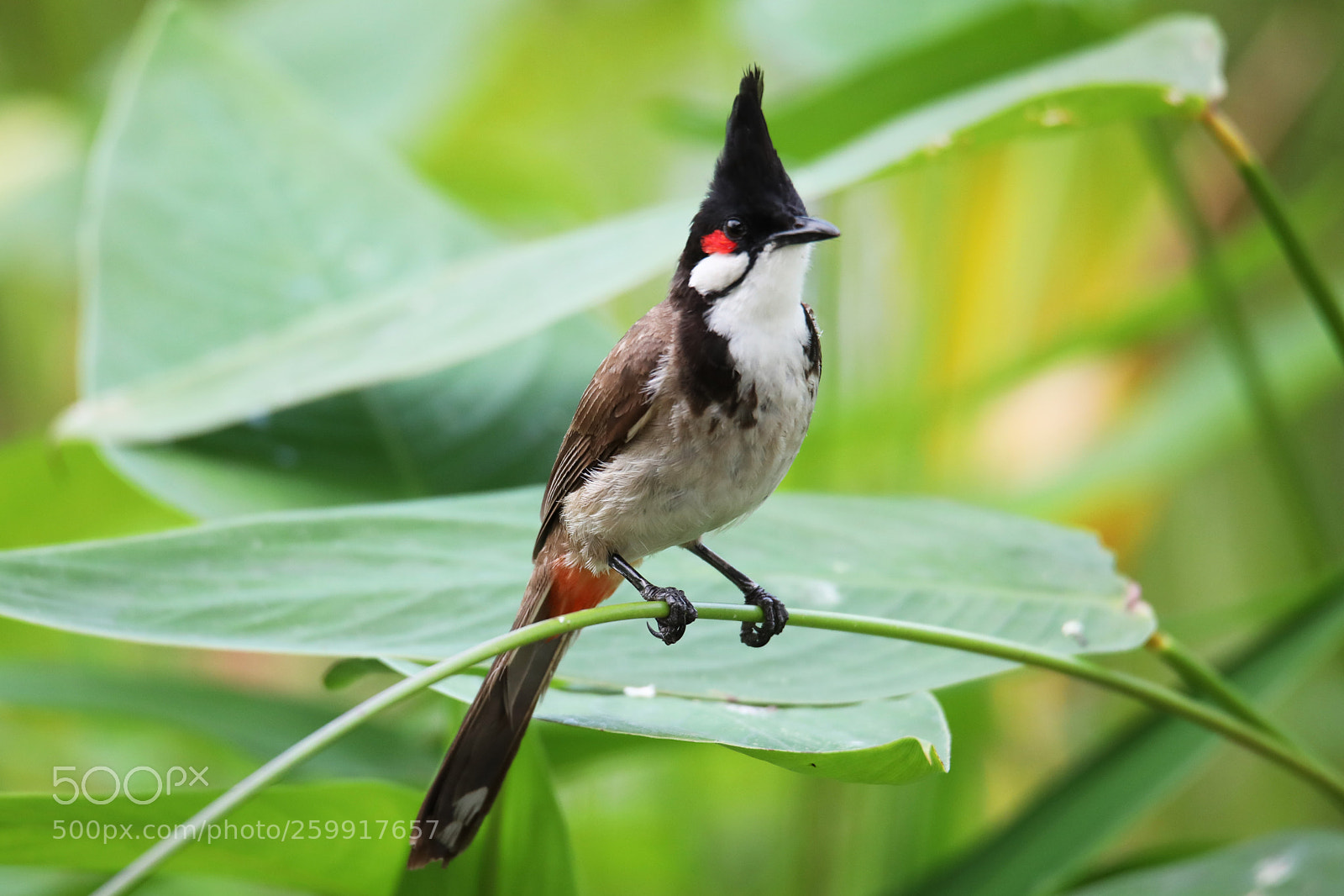 Canon EOS 5D Mark IV sample photo. Lovely singing birdie photography