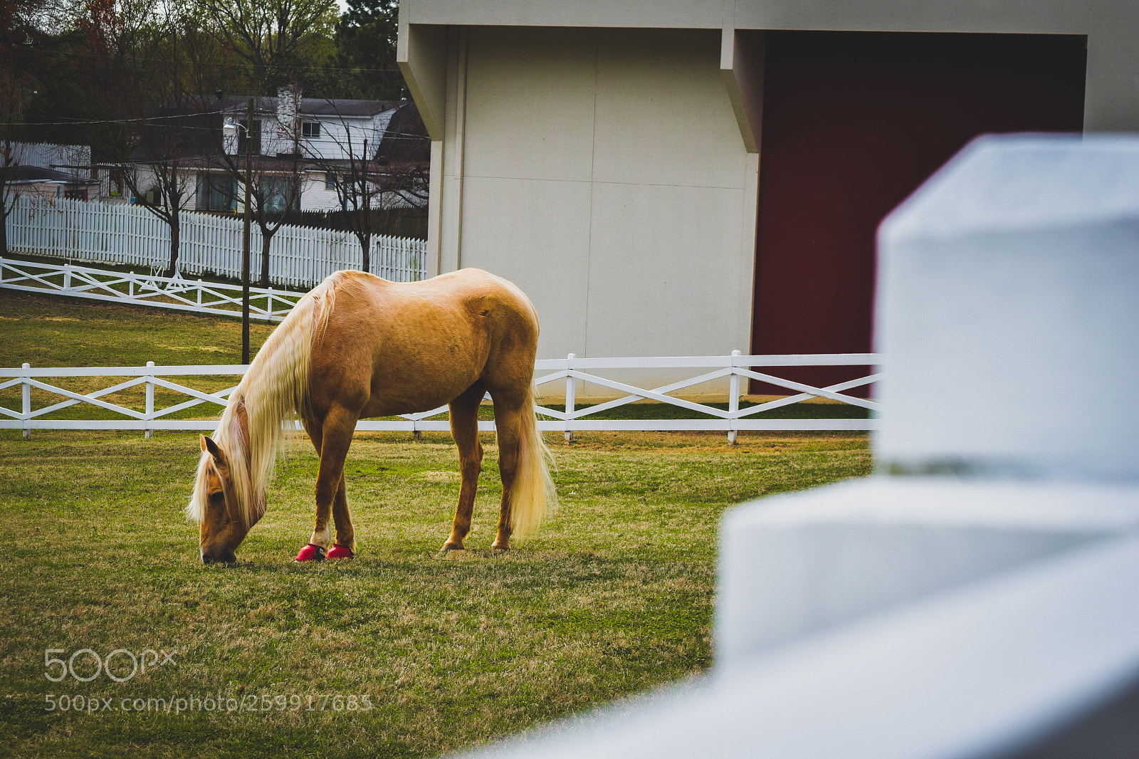Nikon D3300 sample photo. Elivis's horse photography