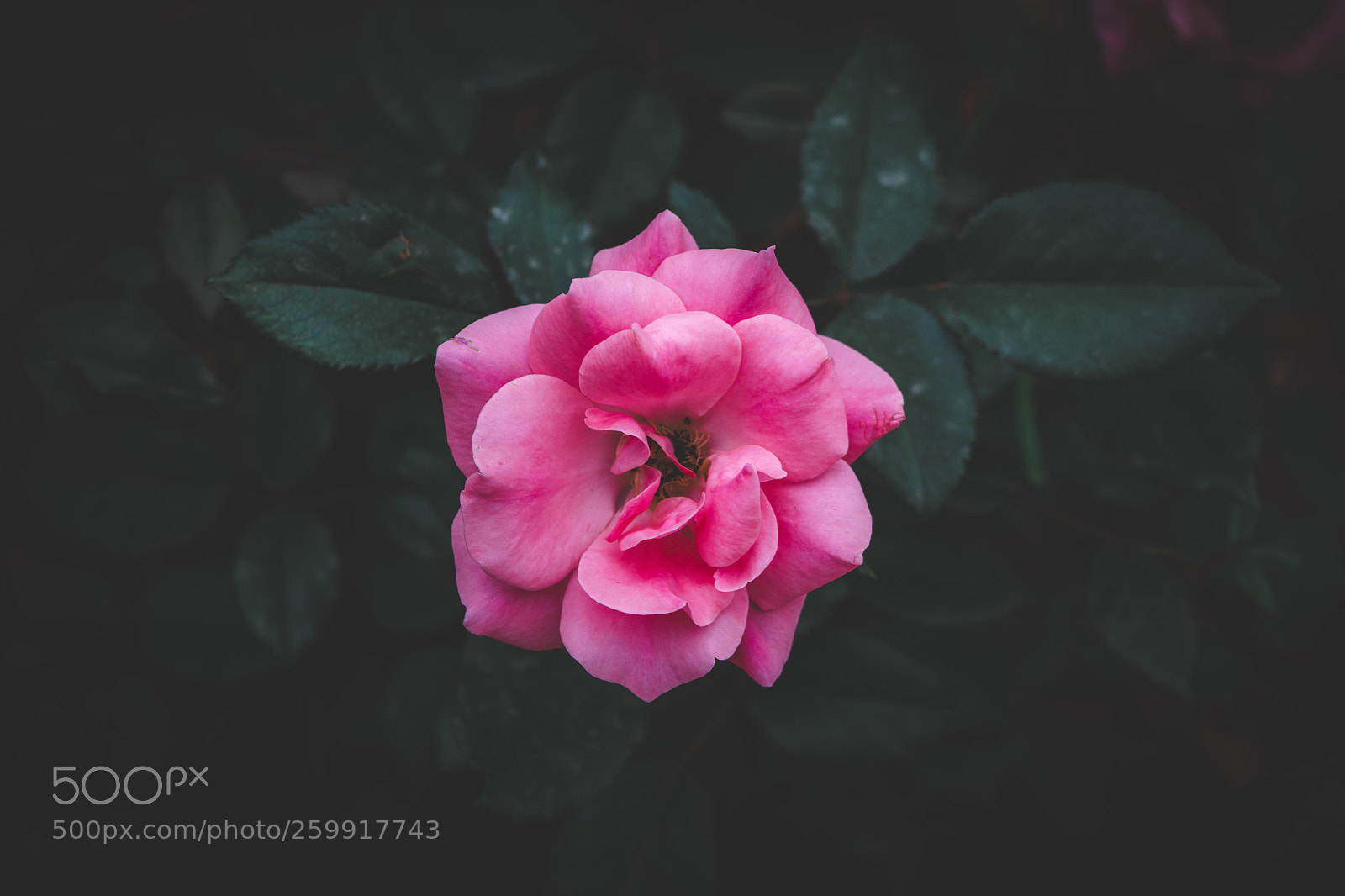 Nikon D3300 sample photo. Faded flower photography