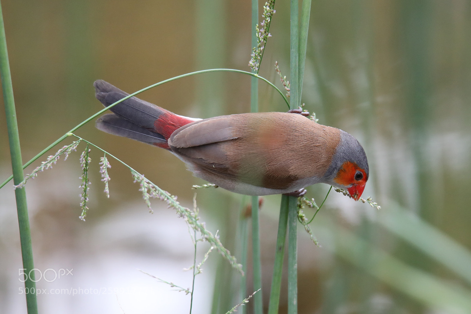 Canon EOS 5D Mark IV sample photo. Beautiful bird photography