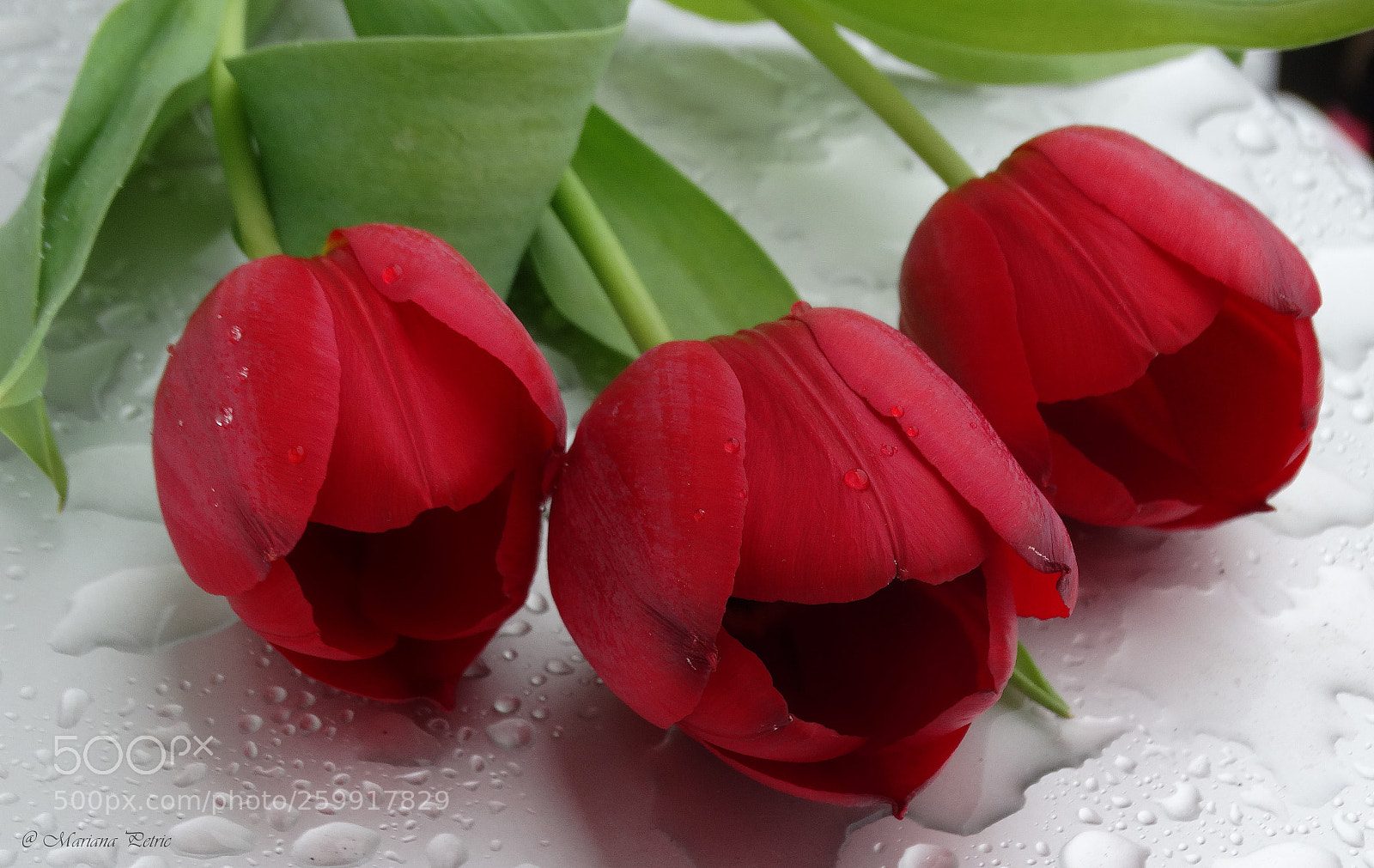 Sony Cyber-shot DSC-HX300 sample photo. Red tulips... photography
