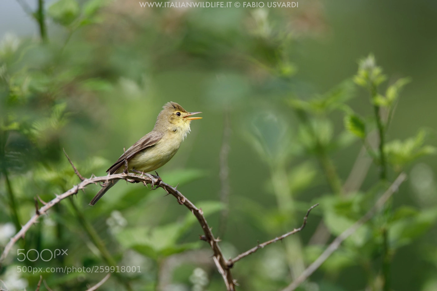 Canon EOS 5D Mark IV sample photo. Melodious warbler (hippolais polyglotta) photography