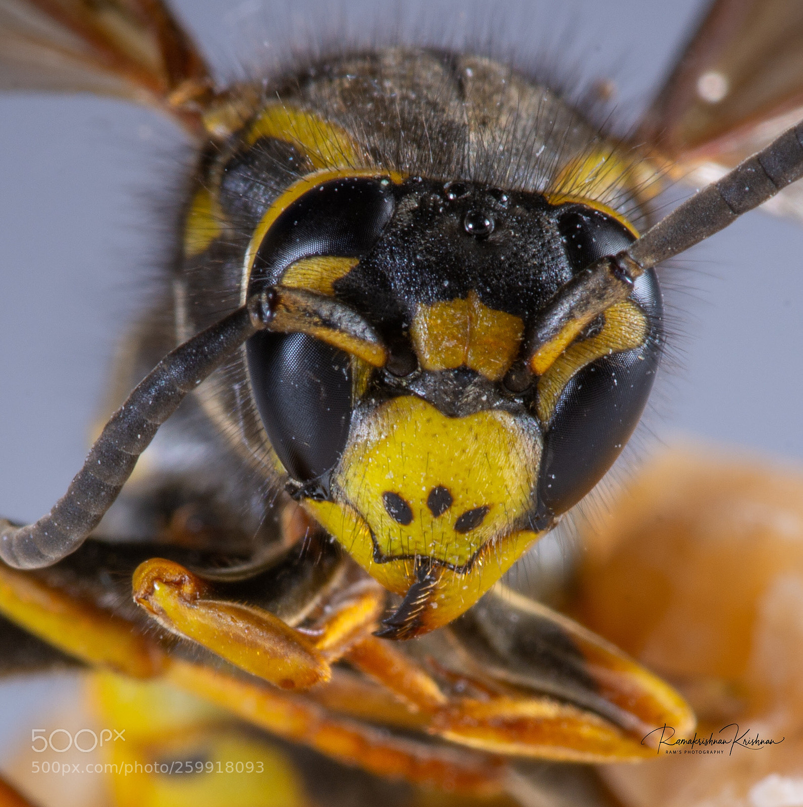 Nikon D7100 sample photo. Hornett macro - 2 photography