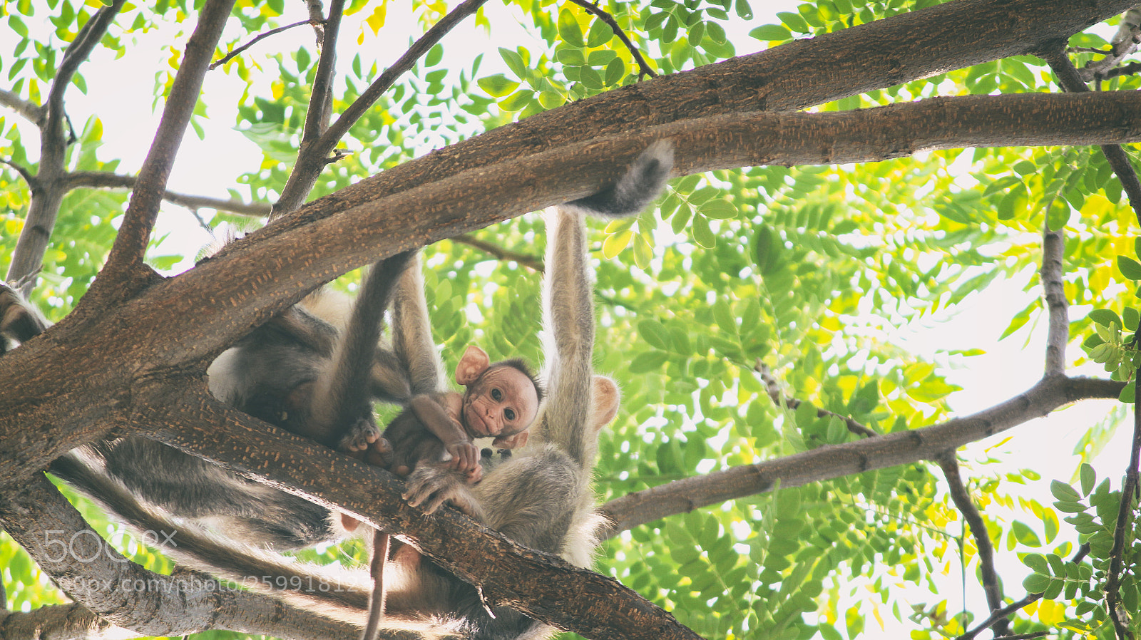 Canon EOS 700D (EOS Rebel T5i / EOS Kiss X7i) sample photo. Little monkey photography