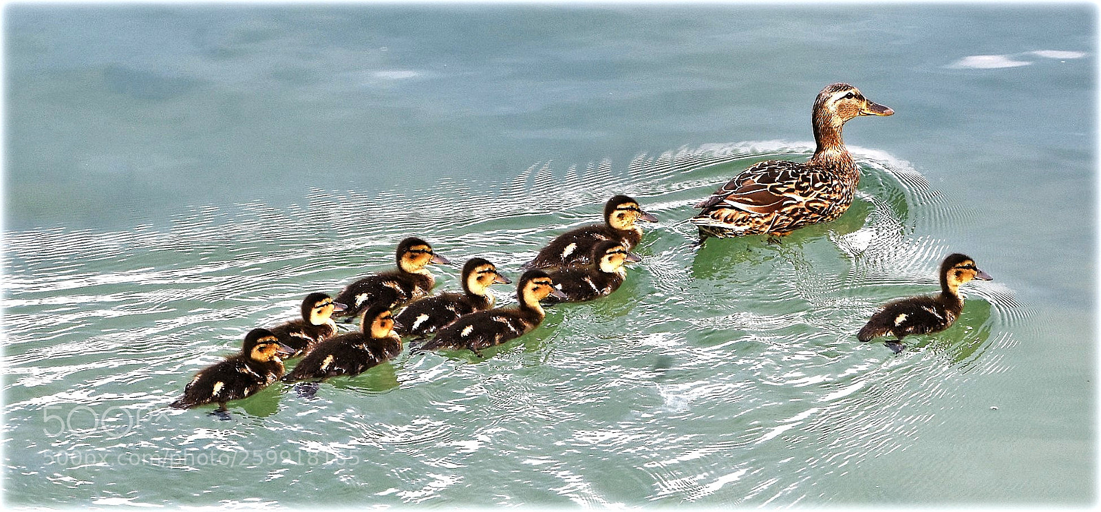 Nikon D7200 sample photo. "armada" photography