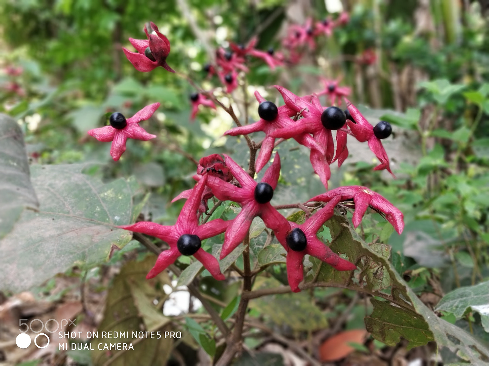 Xiaomi Redmi Note 5 Pro sample photo. Img_20180427_145123.jpg photography