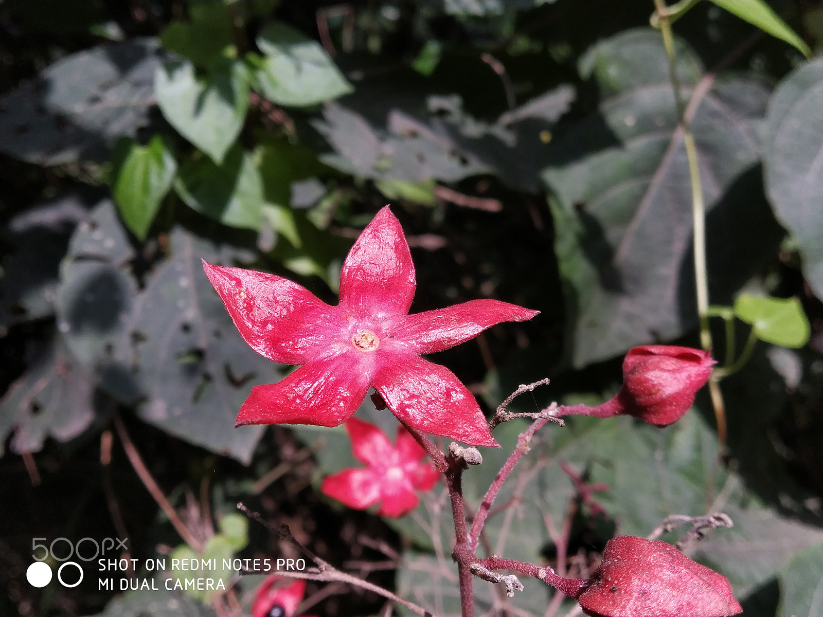 Xiaomi Redmi Note 5 Pro sample photo. Img_20180427_145311.jpg photography