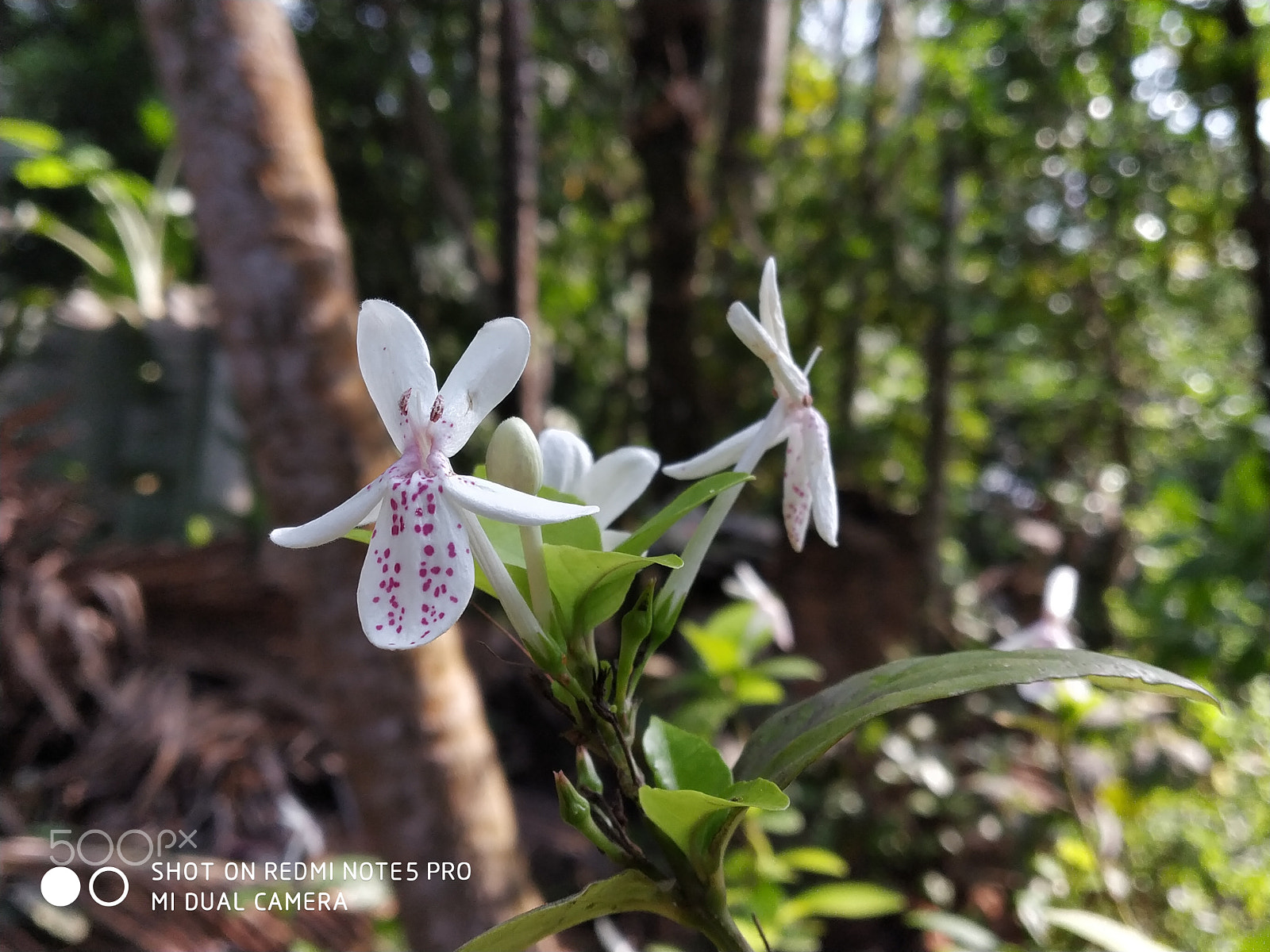 Xiaomi Redmi Note 5 Pro sample photo. Img_20180427_145735.jpg photography