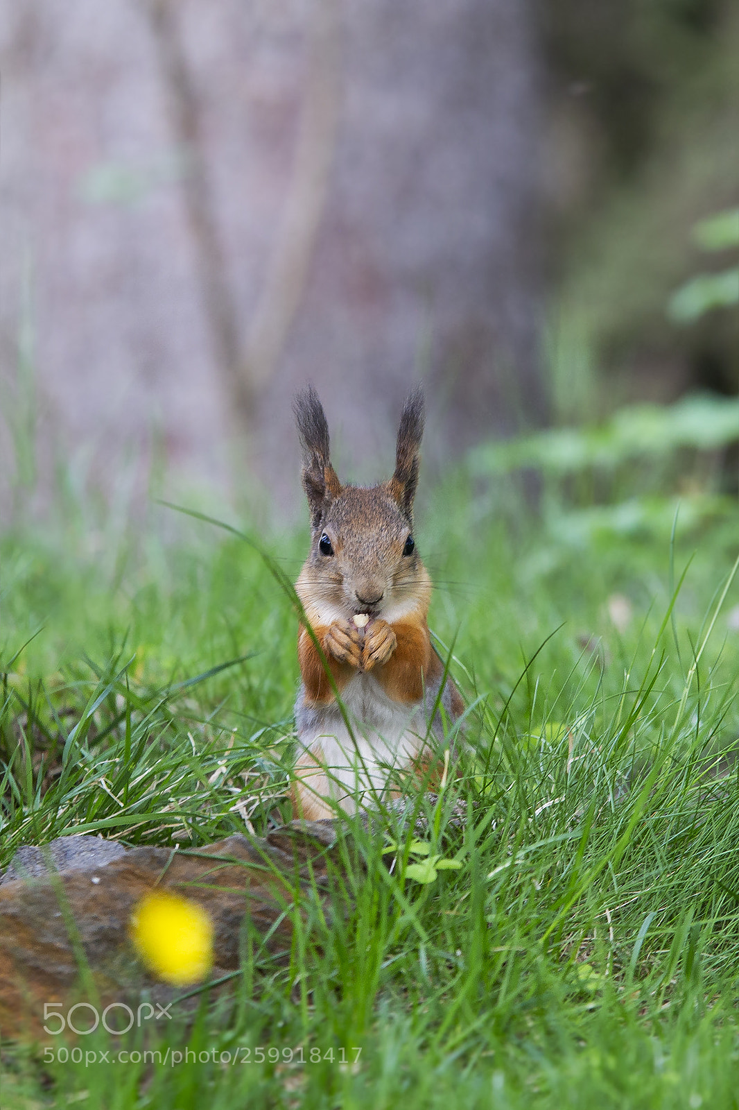 Canon EOS 6D sample photo. Orava, sguirrel photography