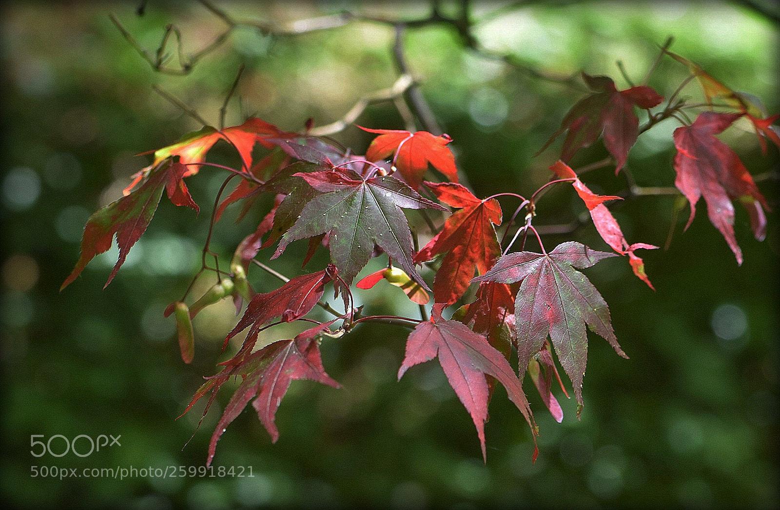Nikon D7200 sample photo. "red leafes" photography