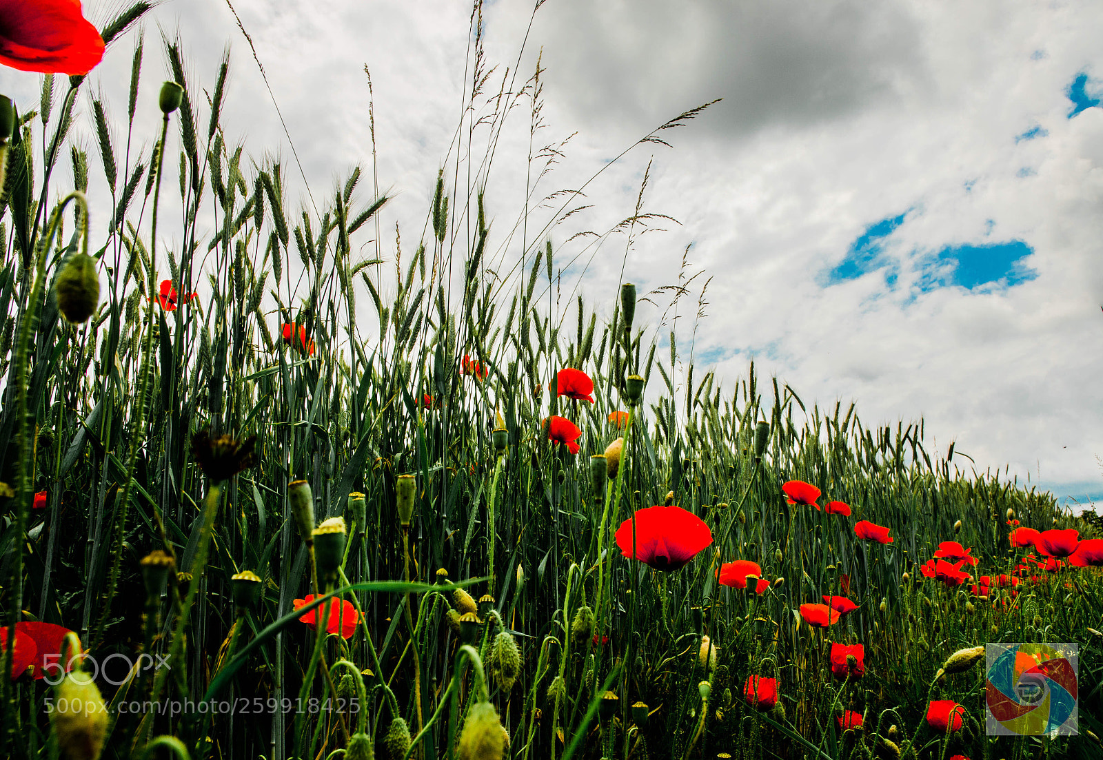 Nikon D5100 sample photo. Imagine  photography
