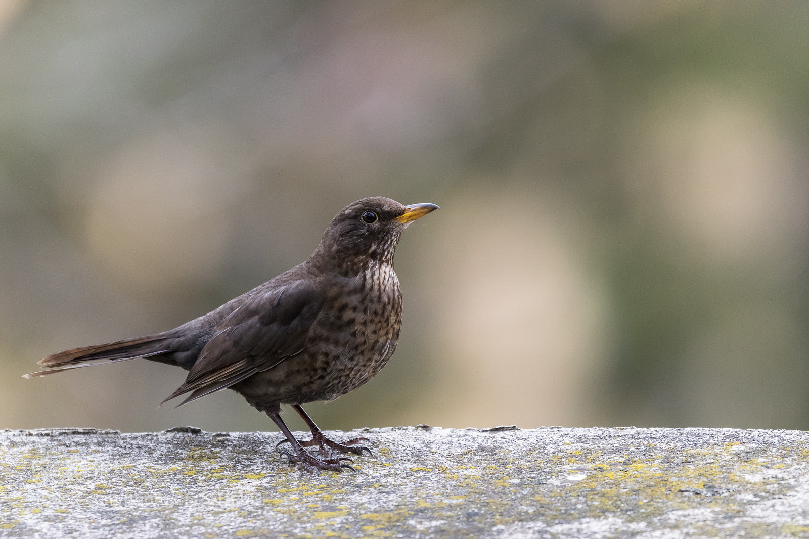 Nikon D5300 sample photo. Common blackbird photography