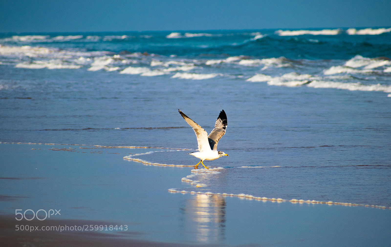 Nikon D5300 sample photo. Sea gull photography