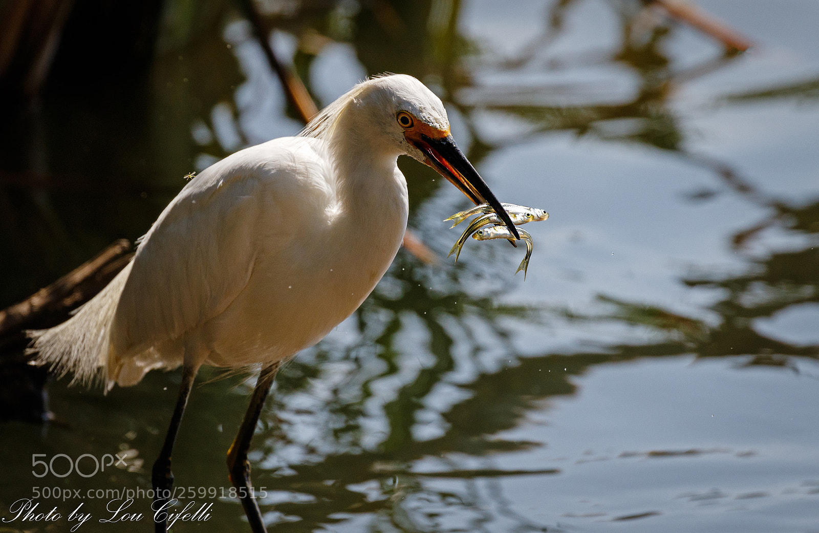 Canon EOS 7D Mark II sample photo. Egret4724 photography