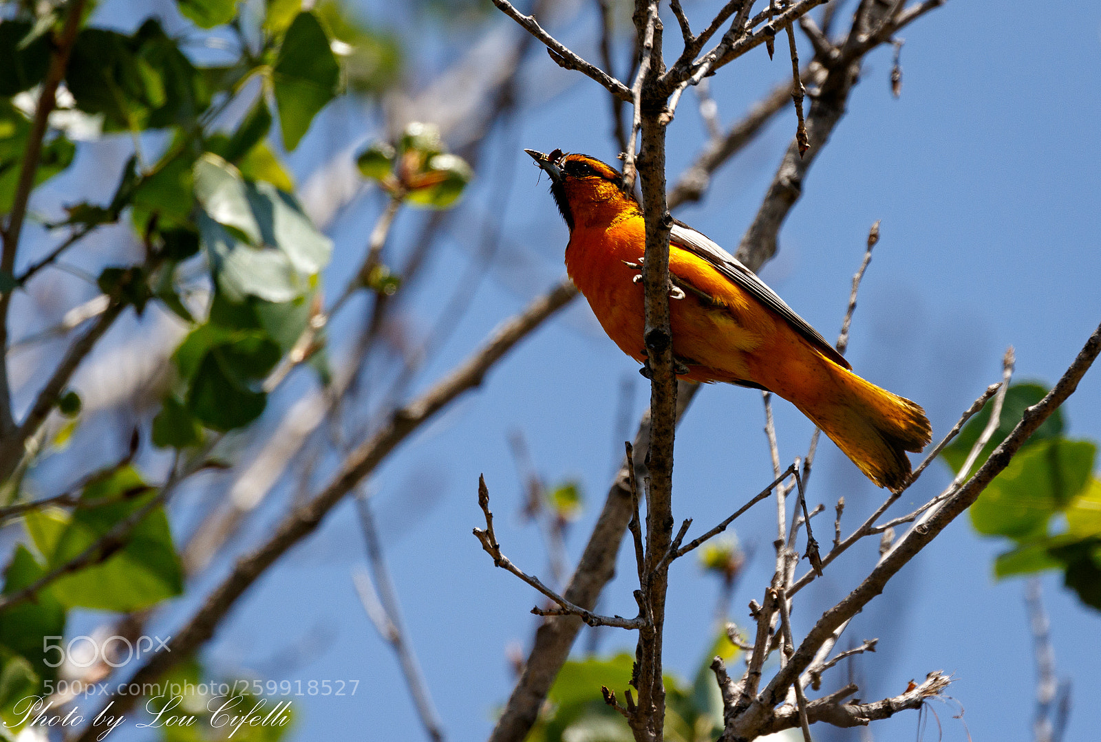 Canon EOS 7D Mark II sample photo. Oriole5019 photography