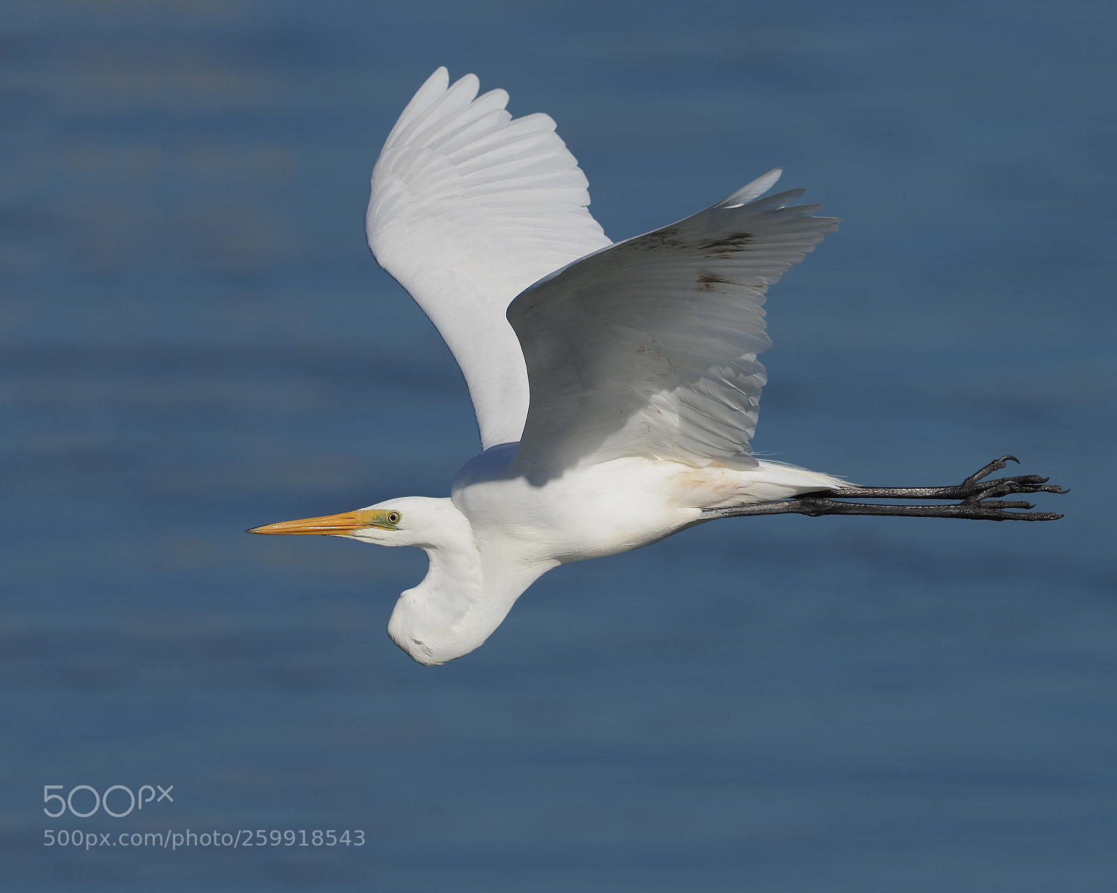 Olympus OM-D E-M1 Mark II sample photo. Great egret photography