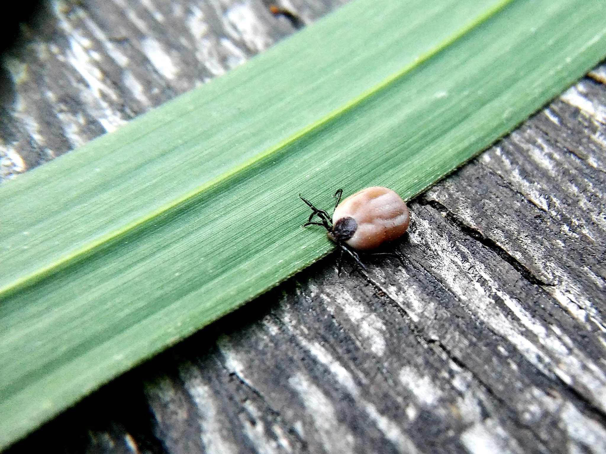 LG SPIRIT 4G LTE sample photo. Tick photography