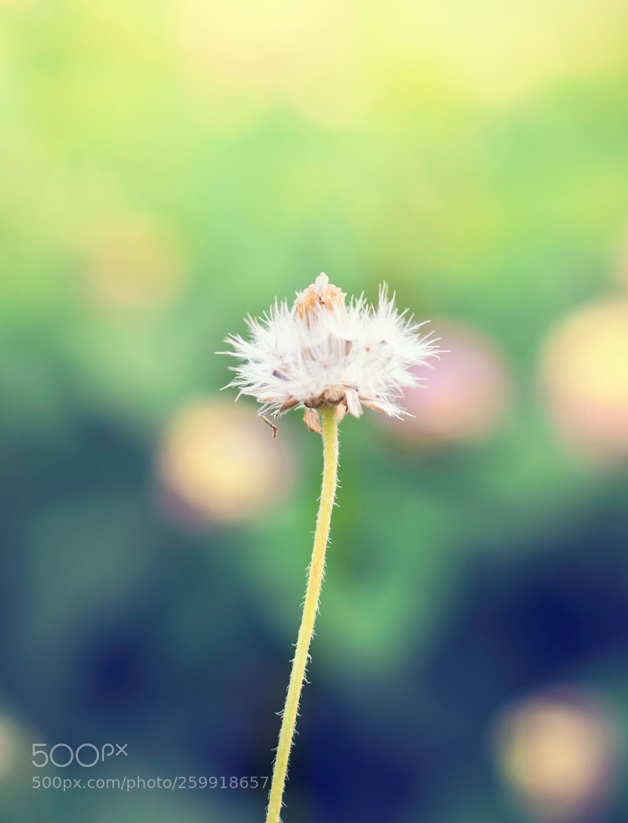 Nikon D5300 sample photo. Alone photography