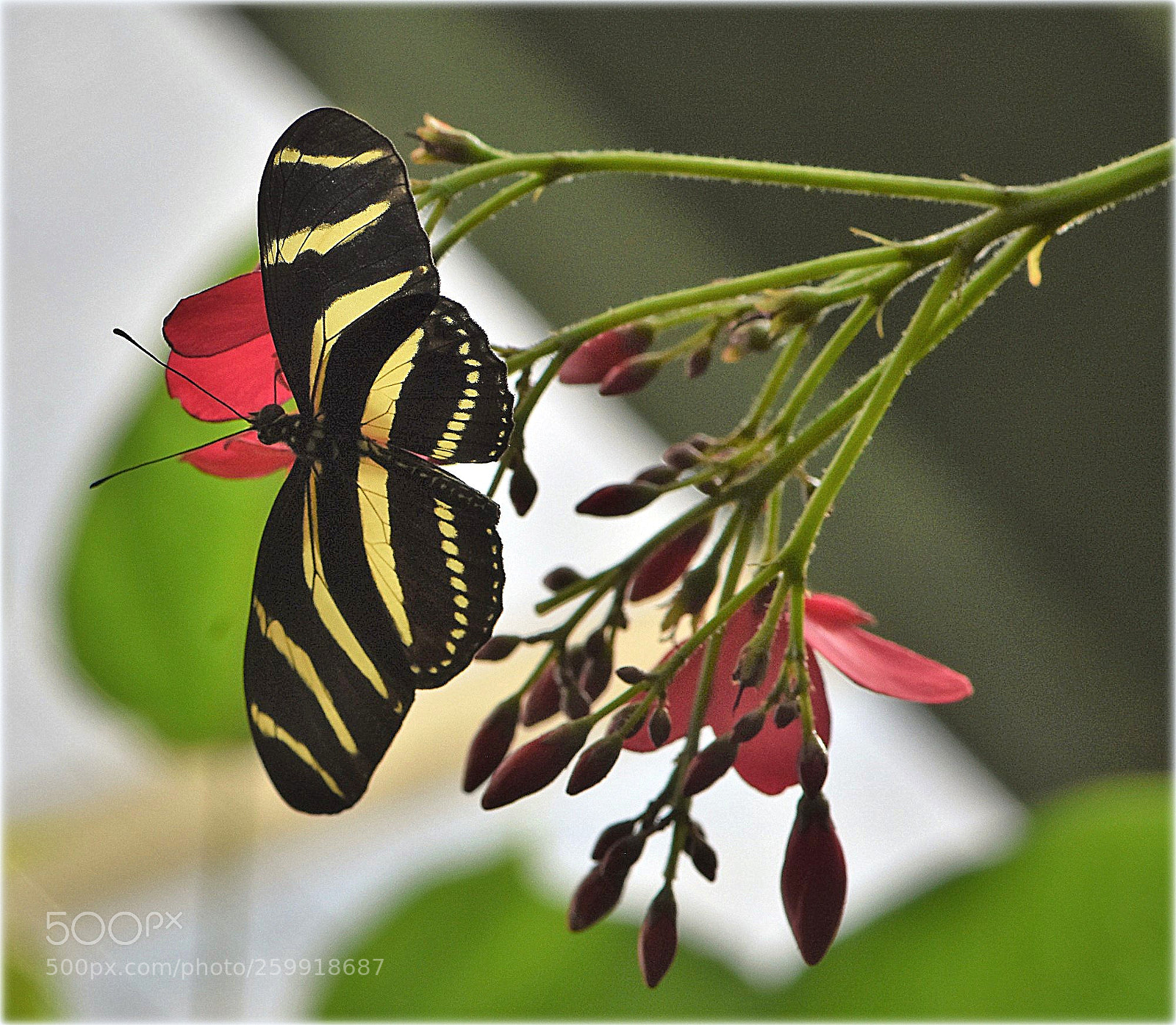 Nikon D7200 sample photo. "stripes" photography