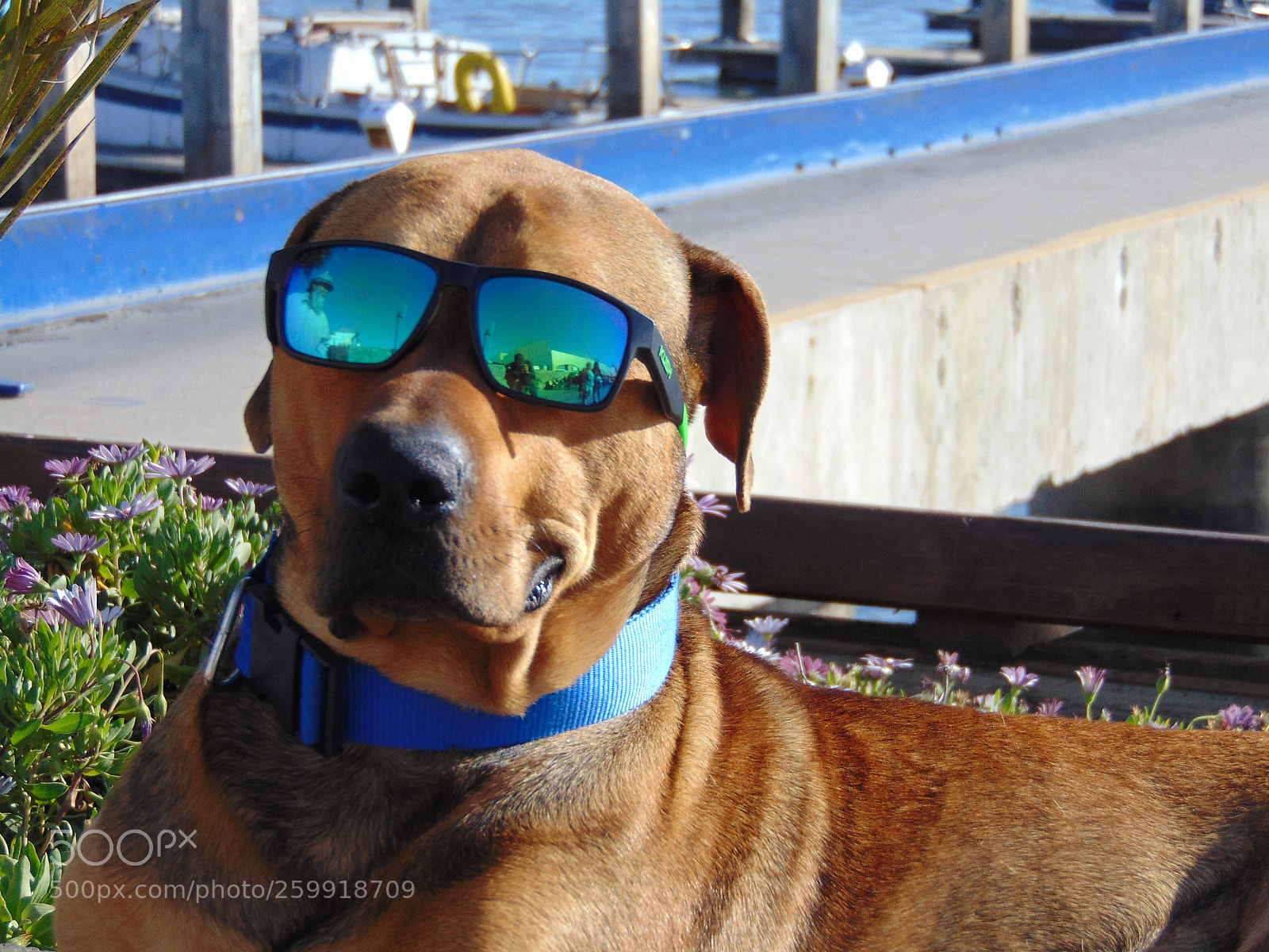 Sony Cyber-shot DSC-H300 sample photo. Nice guy... photography