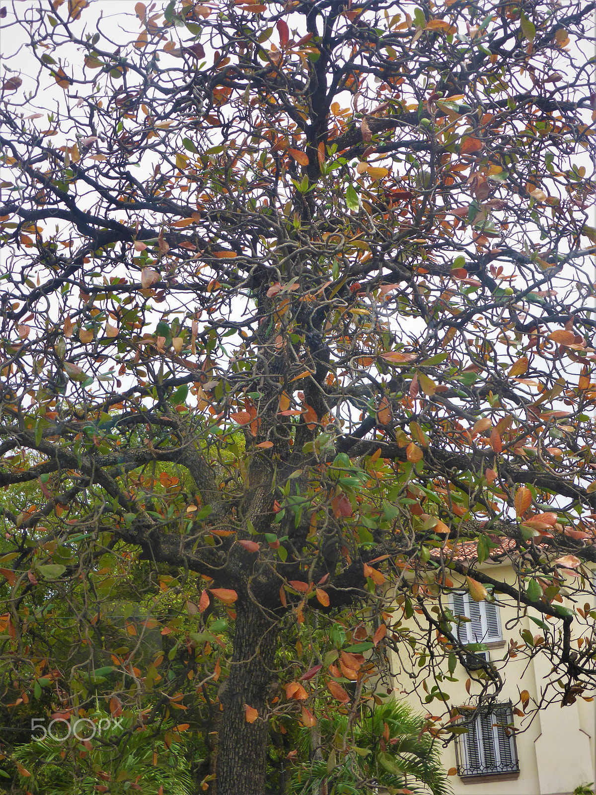 Panasonic DMC-ZS27 sample photo. Tree photography