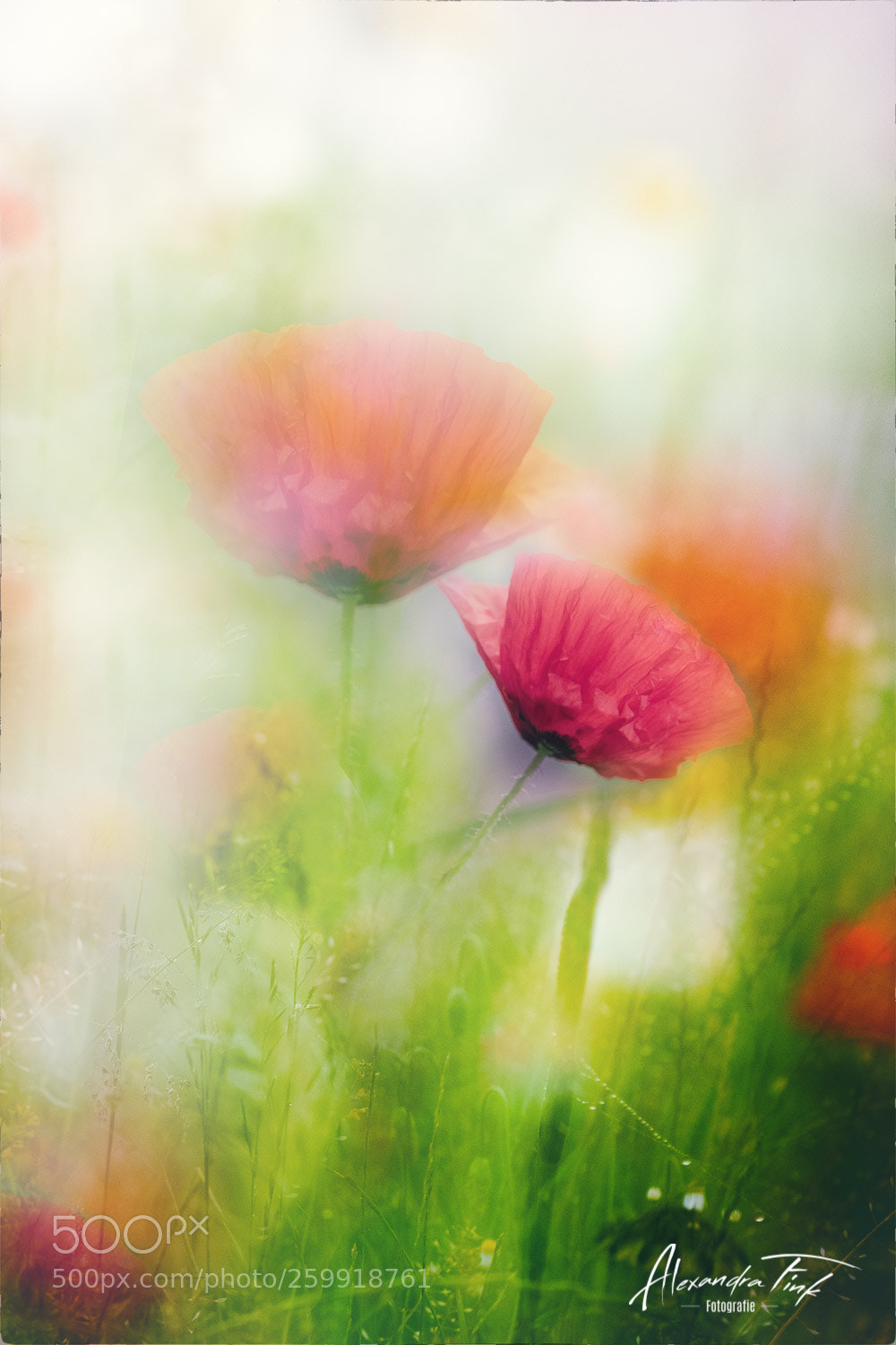 Nikon D850 sample photo. Likeadream photography