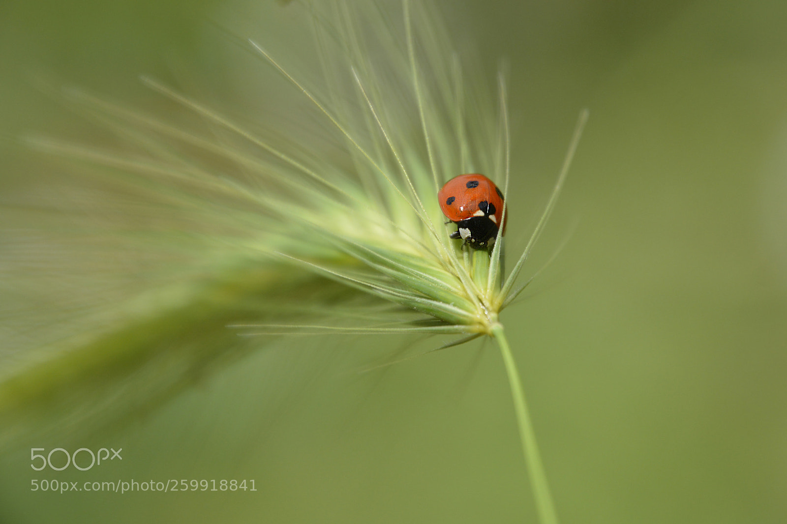 Nikon D5200 sample photo. Sobre la espiga photography