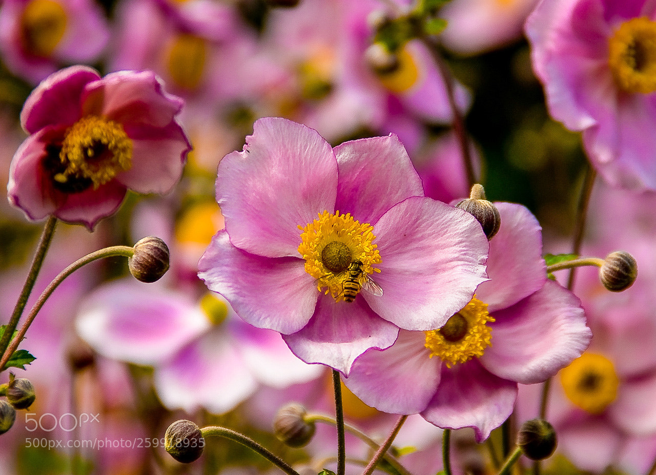 Sony Alpha DSLR-A300 sample photo. Pretty in pink photography